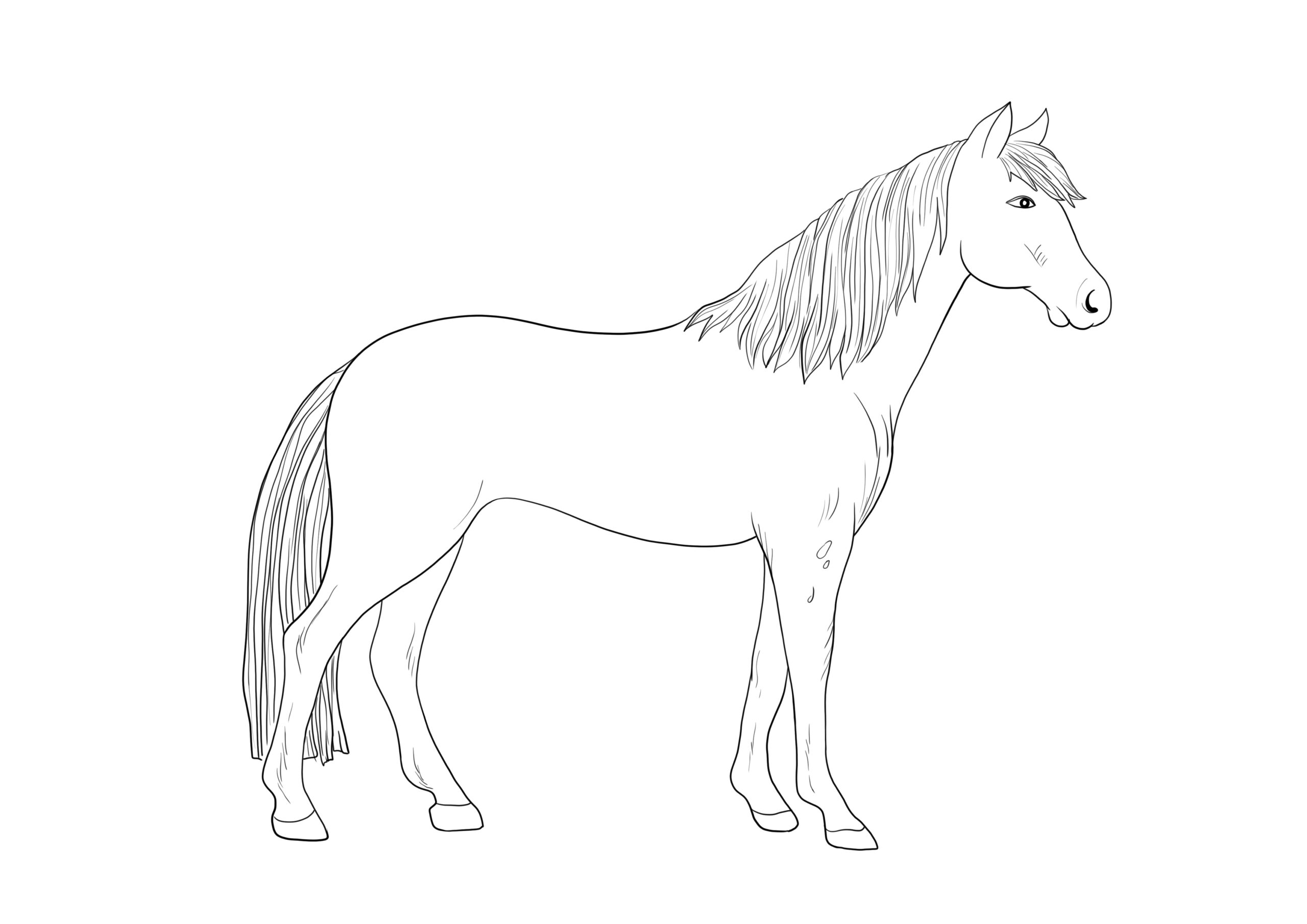Free Appaloosa Horse Coloring Pages