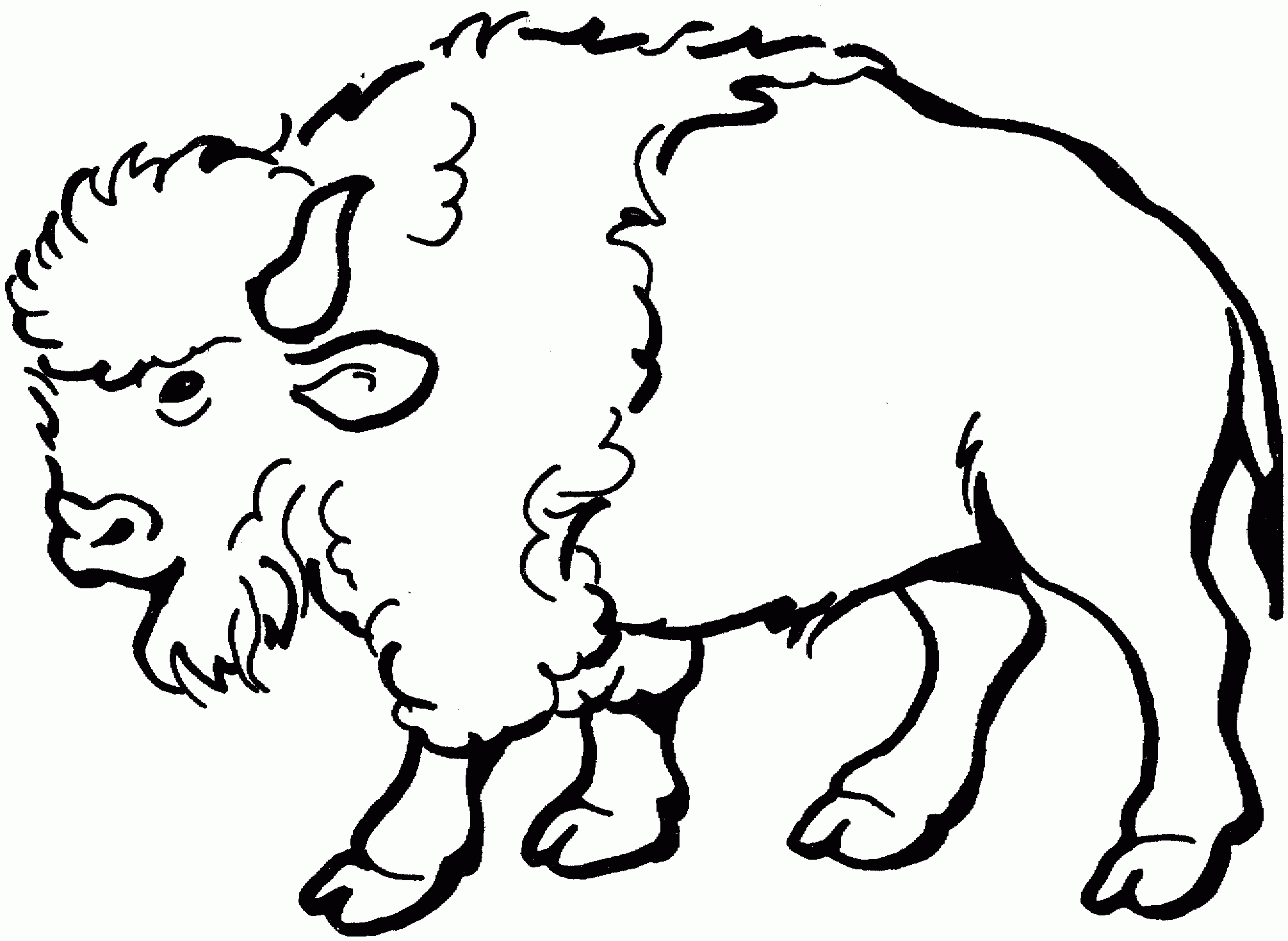 Free Buffalo And Bison Coloring Pages