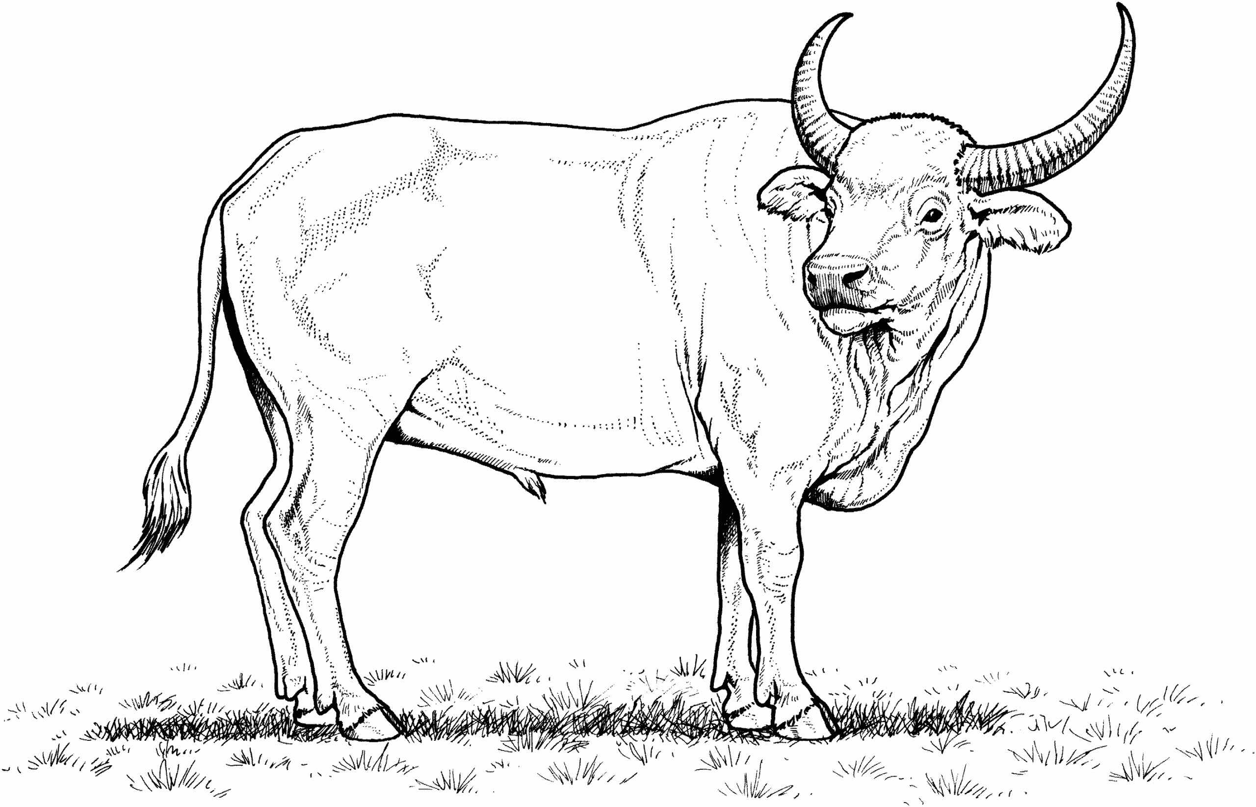 Buffalo Coloring Page