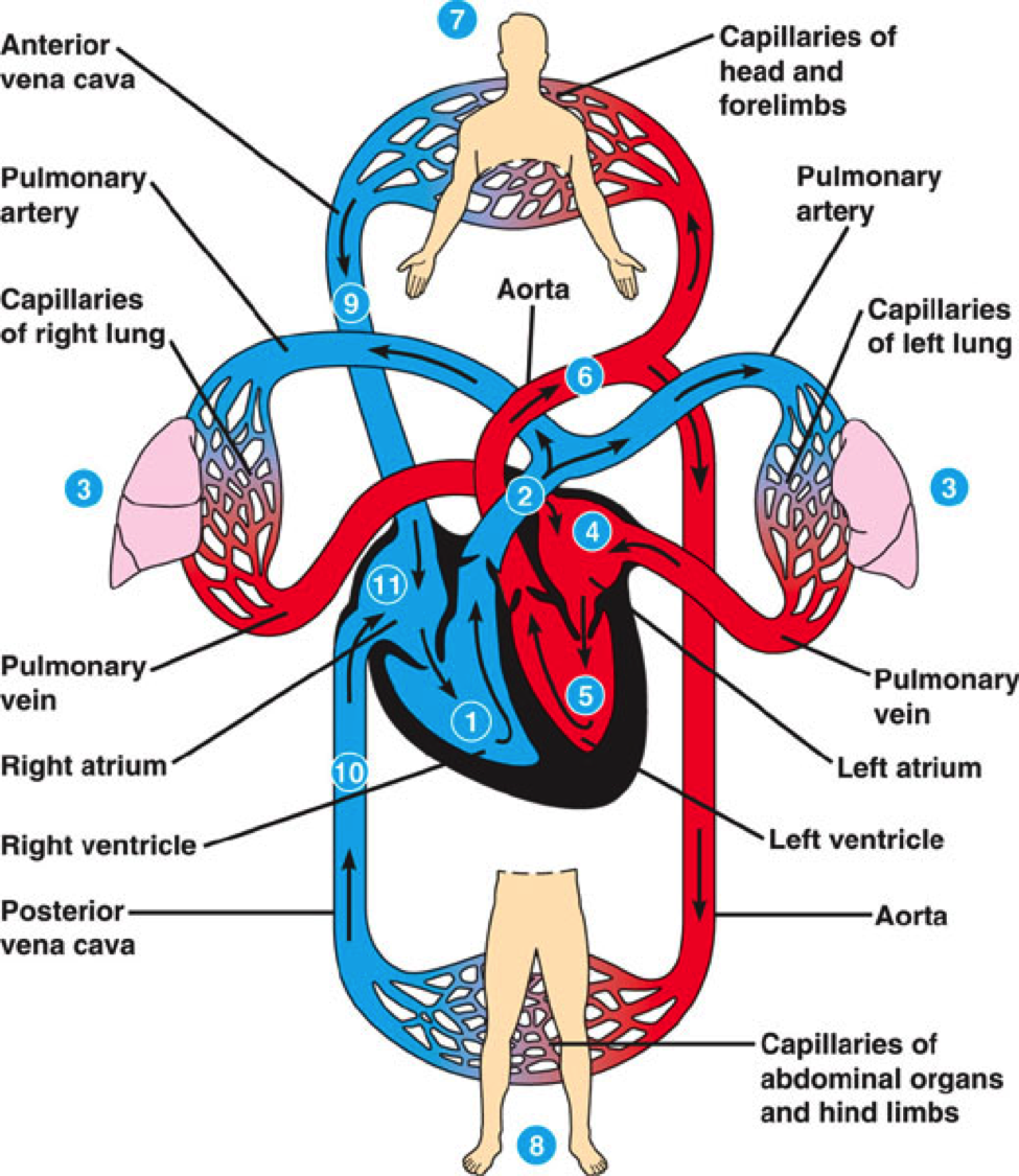 Free Coloring Pages Of Heart Blood Flow