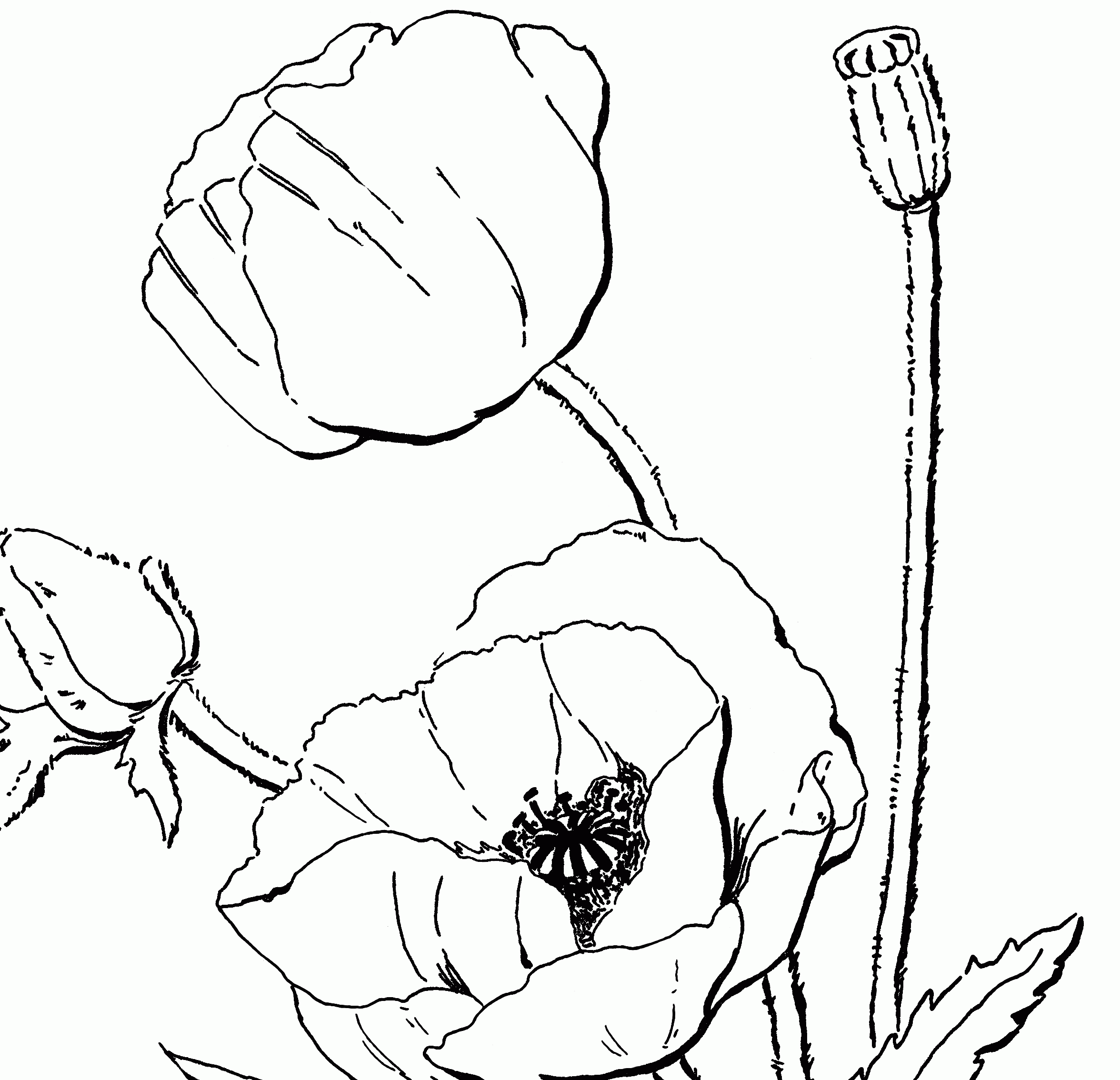 Coloring Pages Poppy