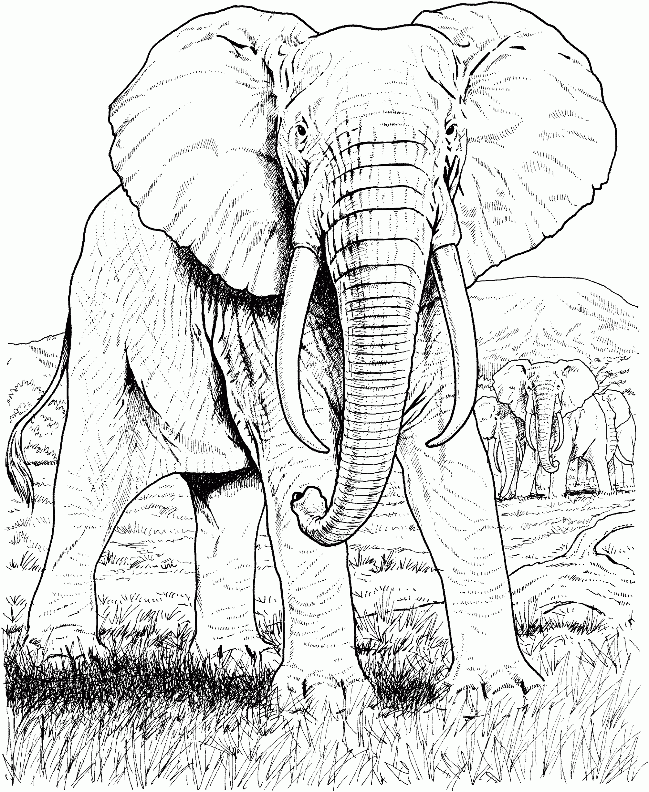 Coloring Page Elephant