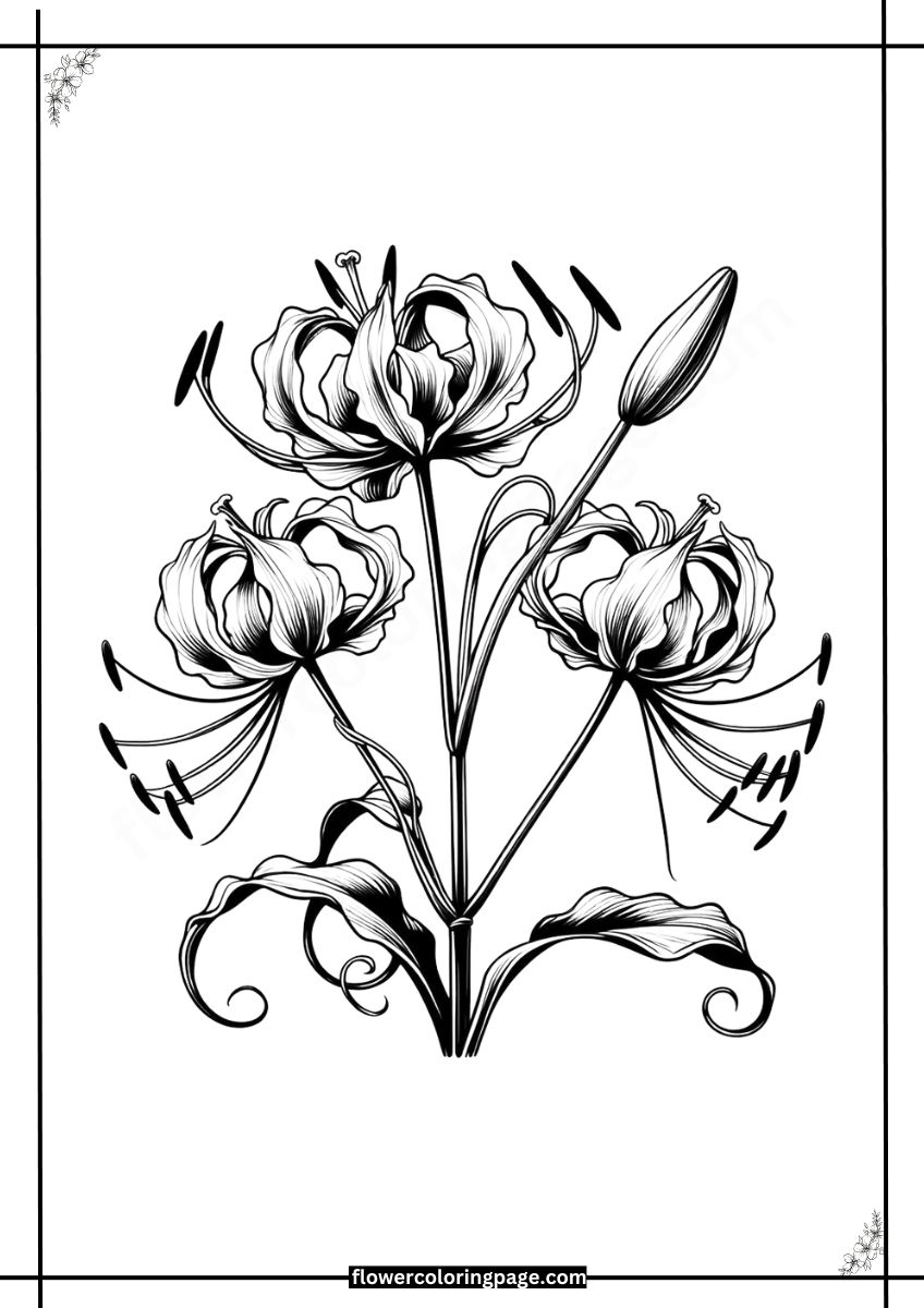 Free Gloriosa Lily Coloring Pages Printable PDF Flower Coloring Page
