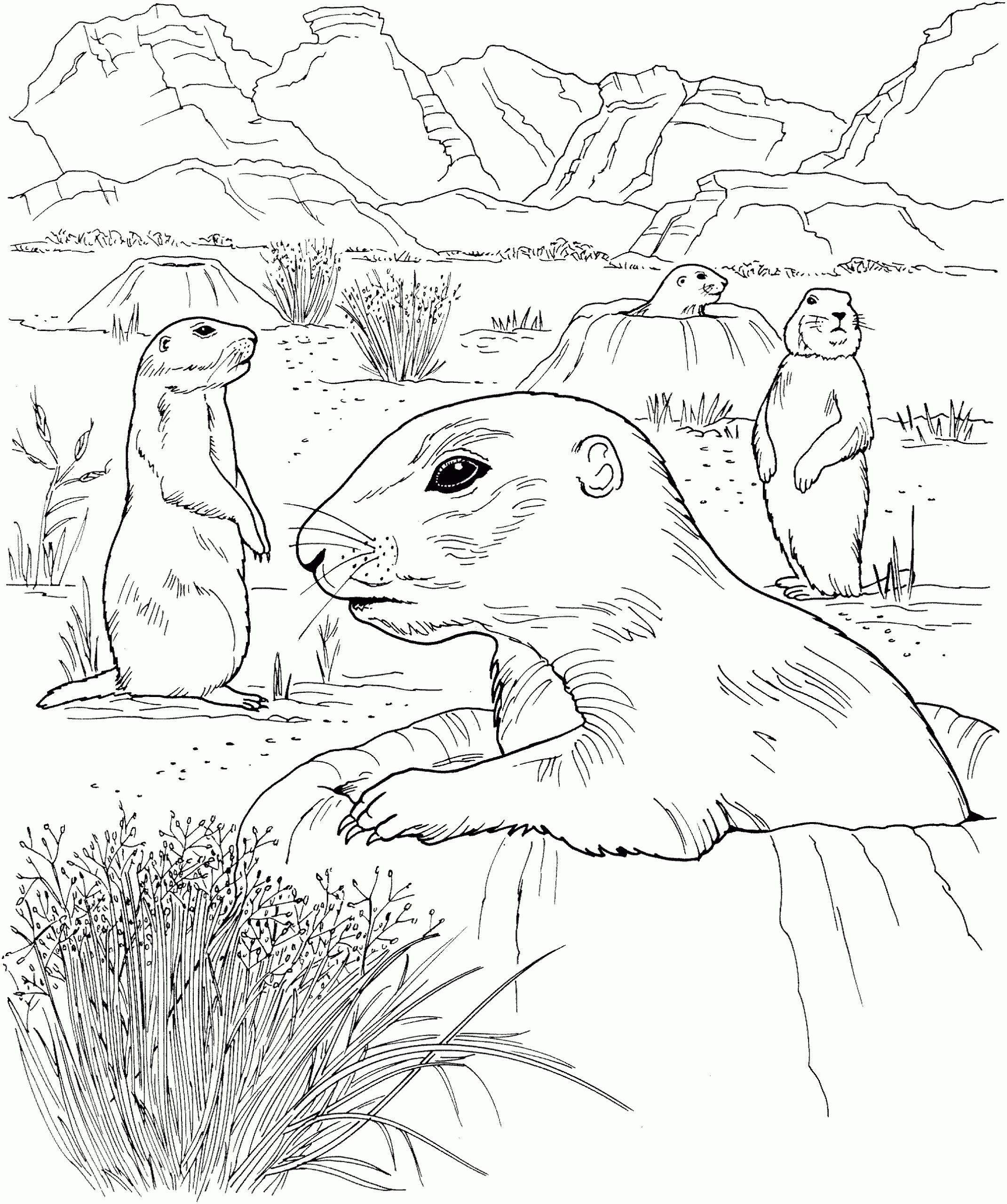 Free Prairie Dog Coloring Pages