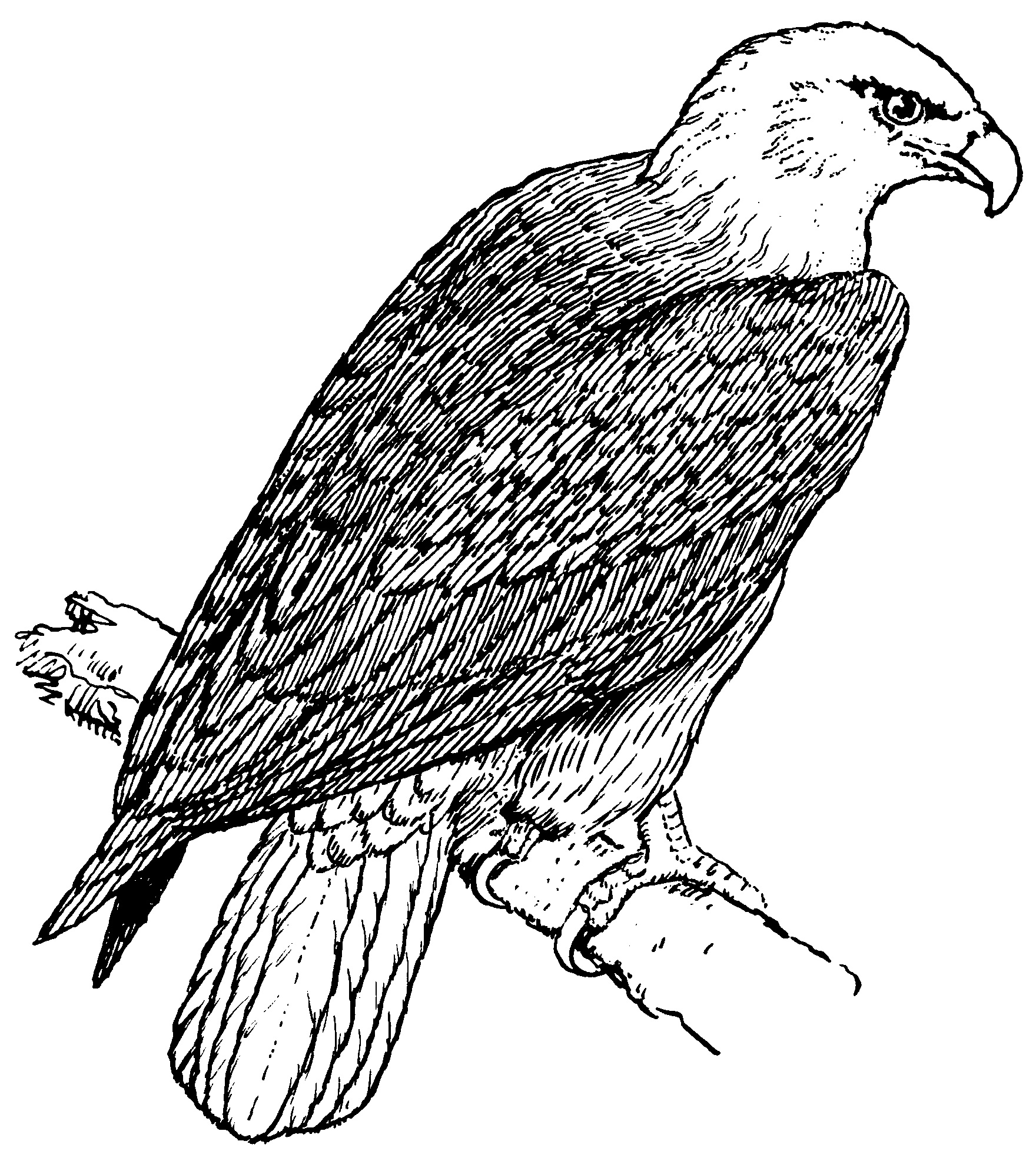 Bald Eagle Coloring Pages