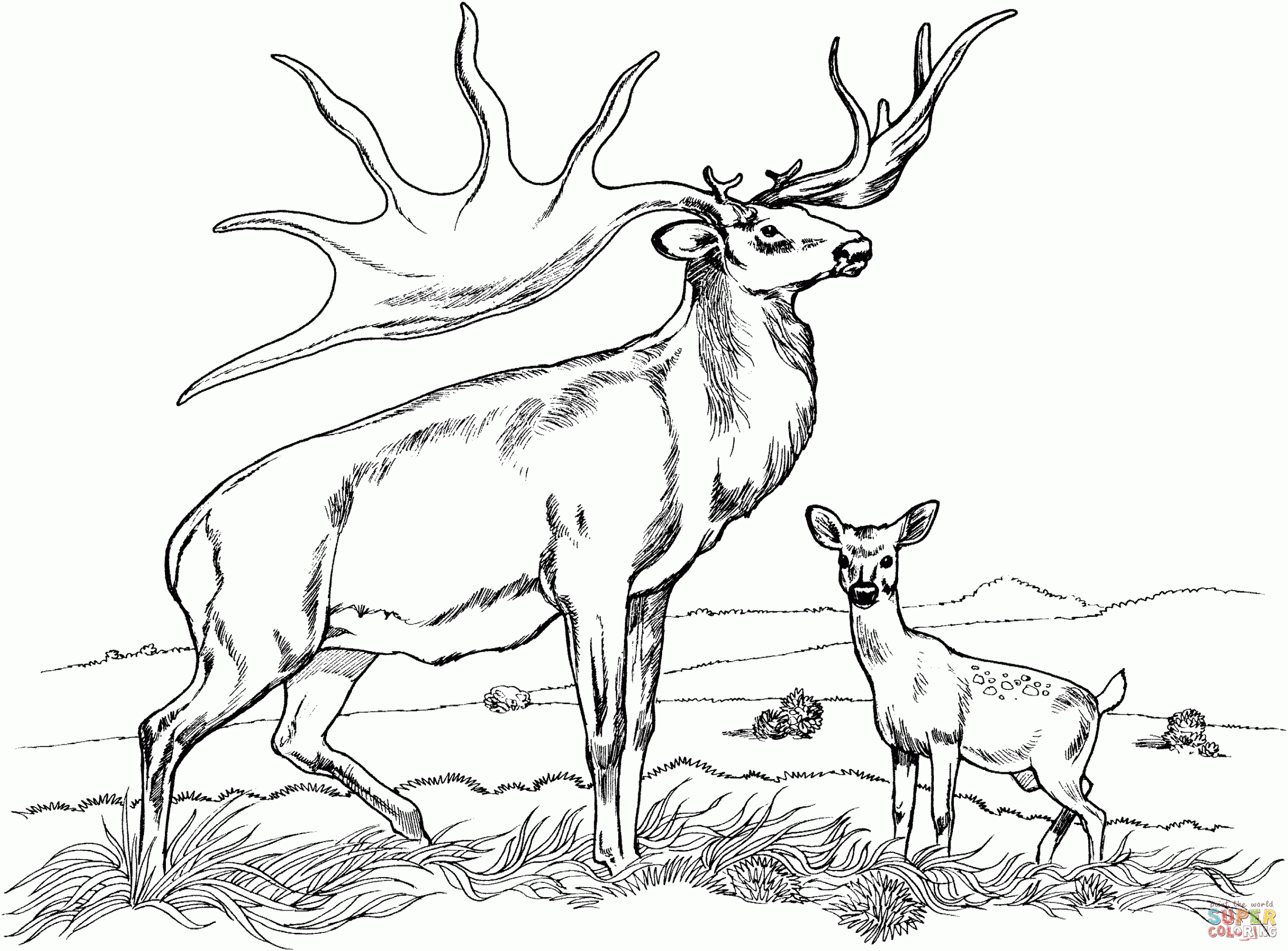 Free Printable Elk Coloring Pages Coloring Home