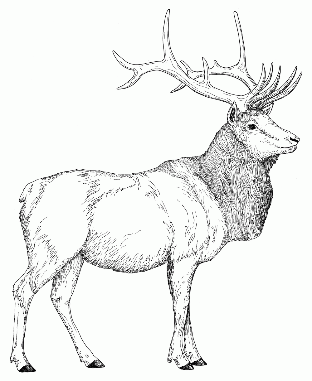 Free Printable Elk Coloring Pages Coloring Home