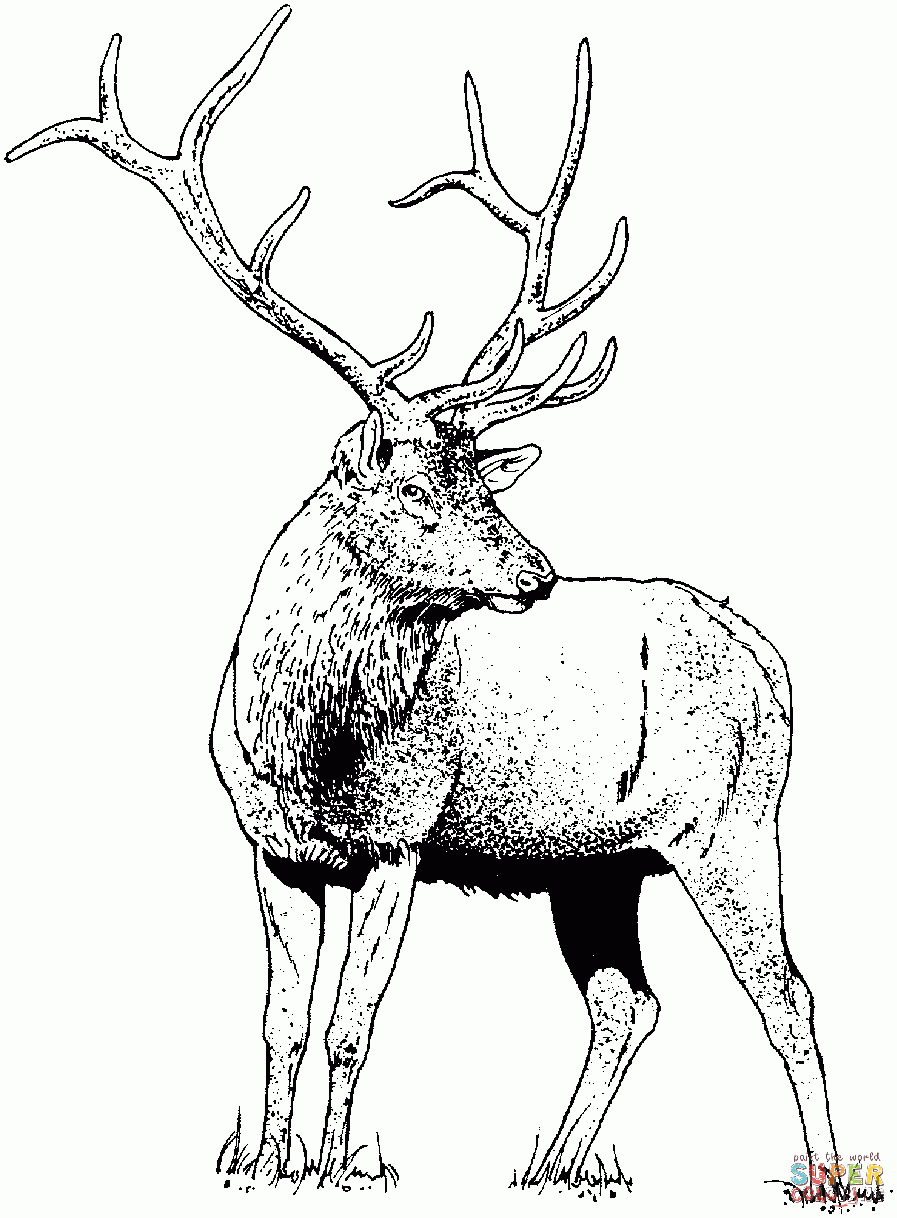 Free Printable Elk Coloring Pages Coloring Home