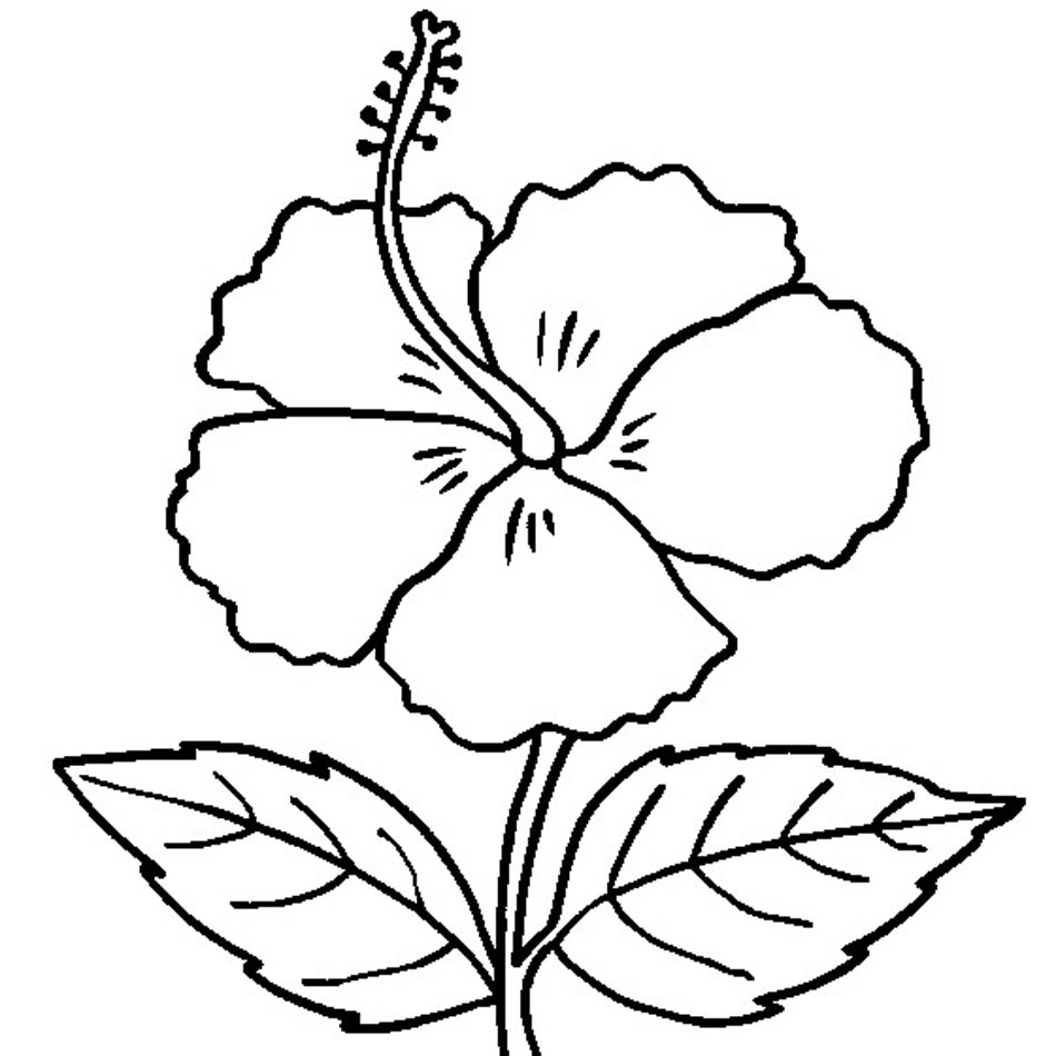 Hibiscus Flower Coloring Pages