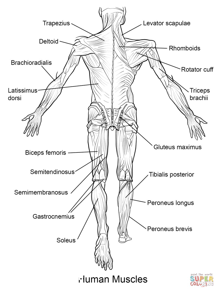 Free Printable Human Anatomy Coloring Pages At GetColorings Free Printable Colorings Pages