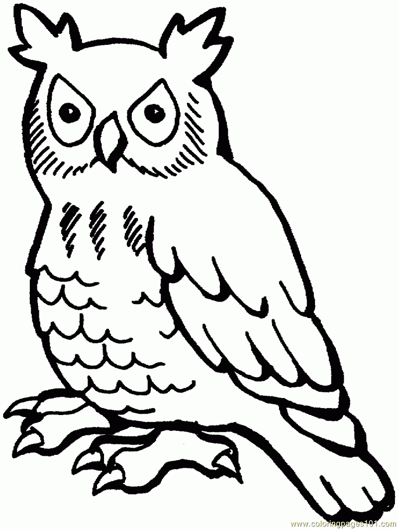 Free Printable Owl Coloring Pages For Kids