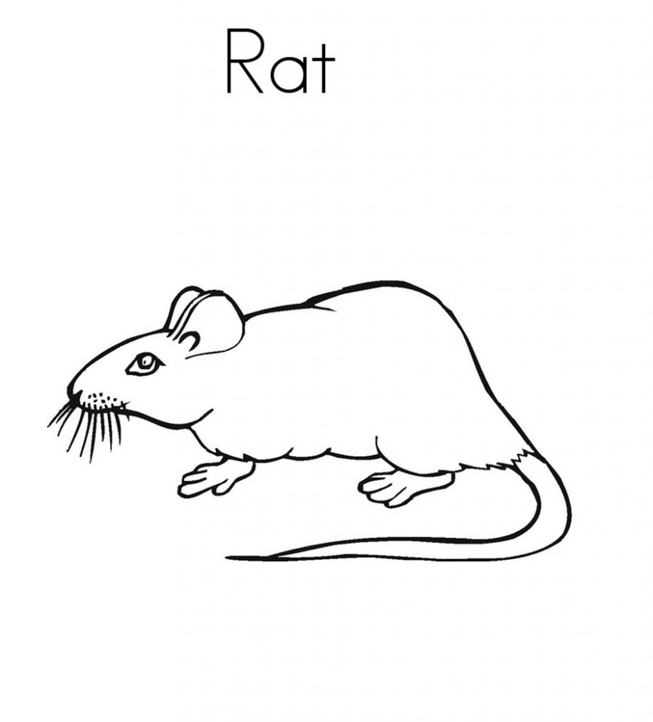 Free Printable Rat Coloring Pages For Kids