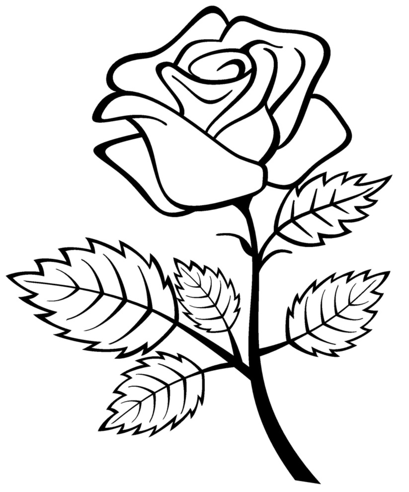 Rose Color Pages