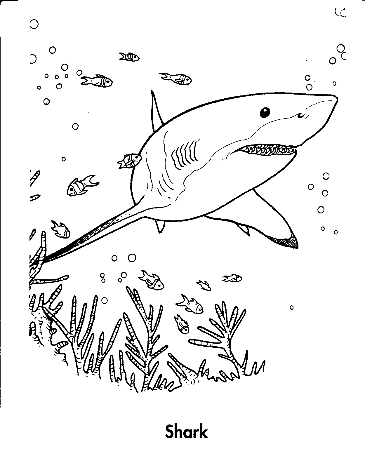 Shark Coloring Pages For Kids