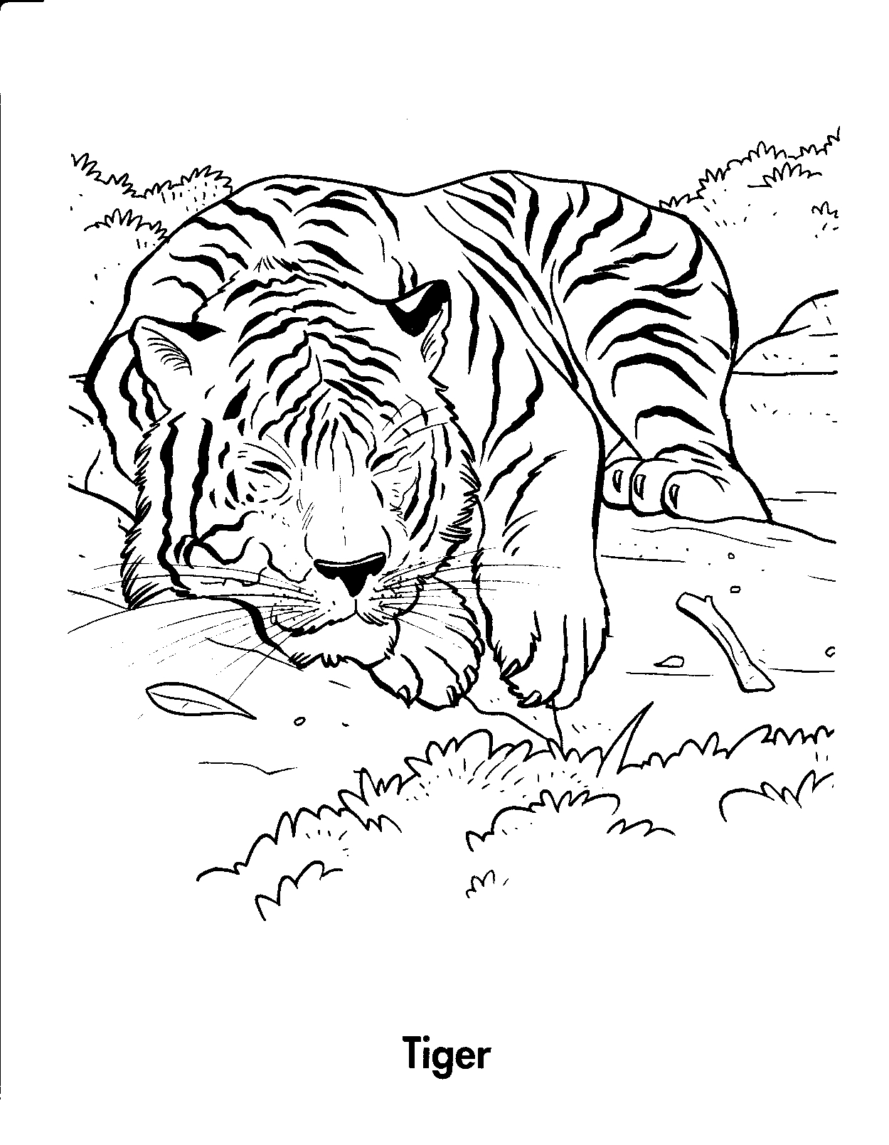 Coloring Pages Tiger