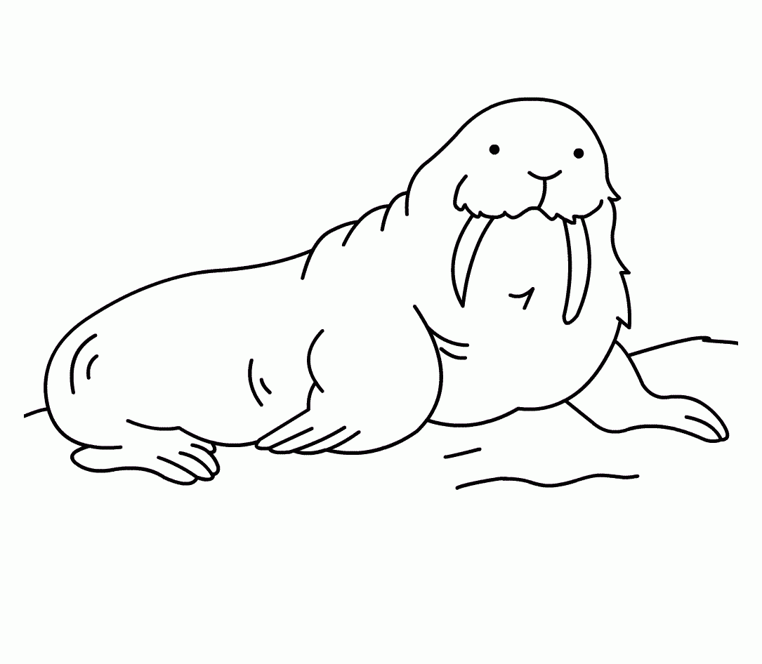 Free Printable Walrus Coloring Pages For Kids