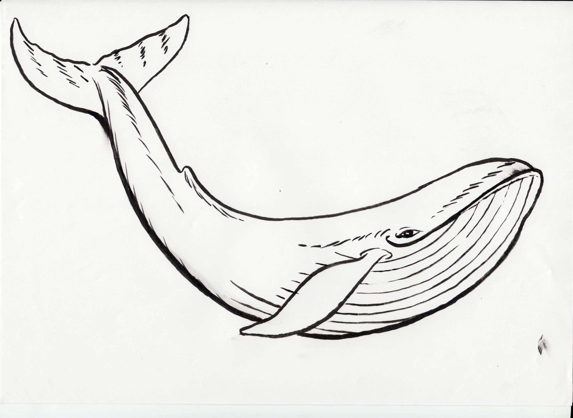 Free Printable Whale Coloring Pages