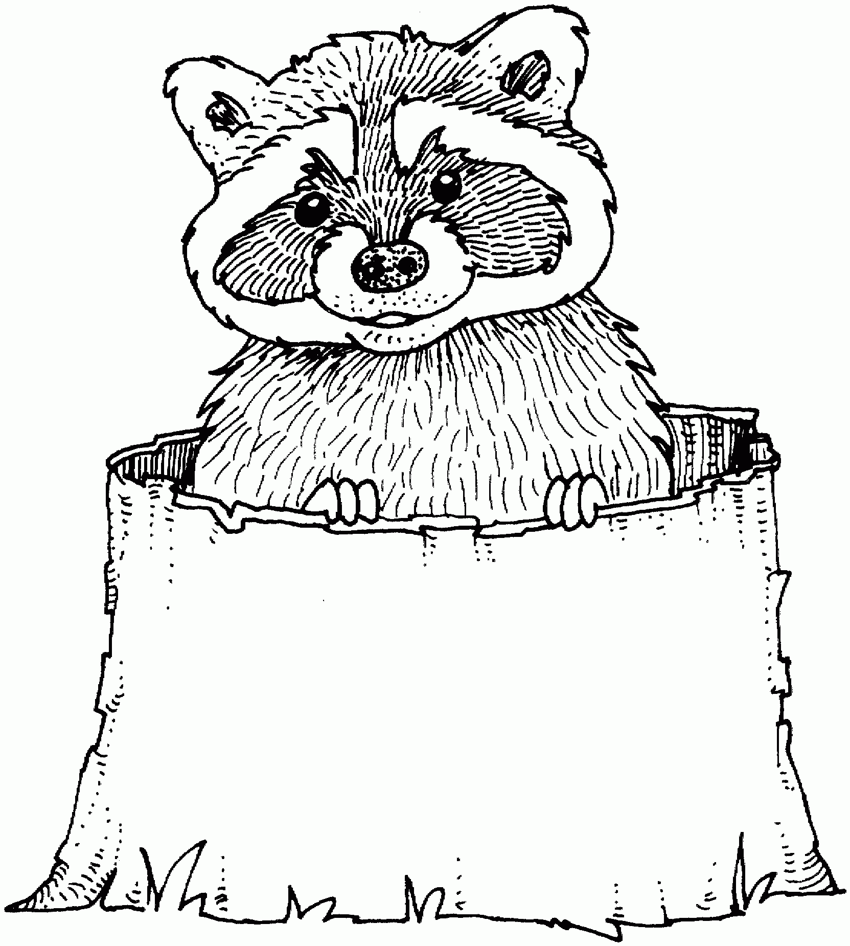 Raccoon Coloring Pages To Print