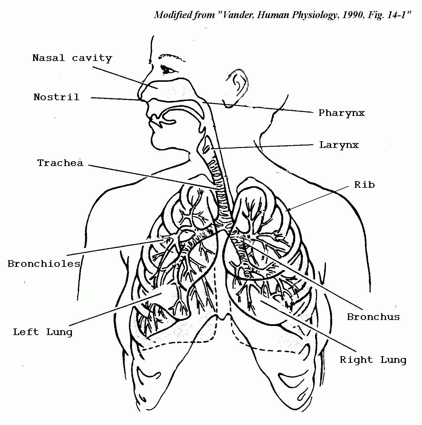 Free Respiratory System Coloring Page Download Free Respiratory System Coloring Page Png Images
