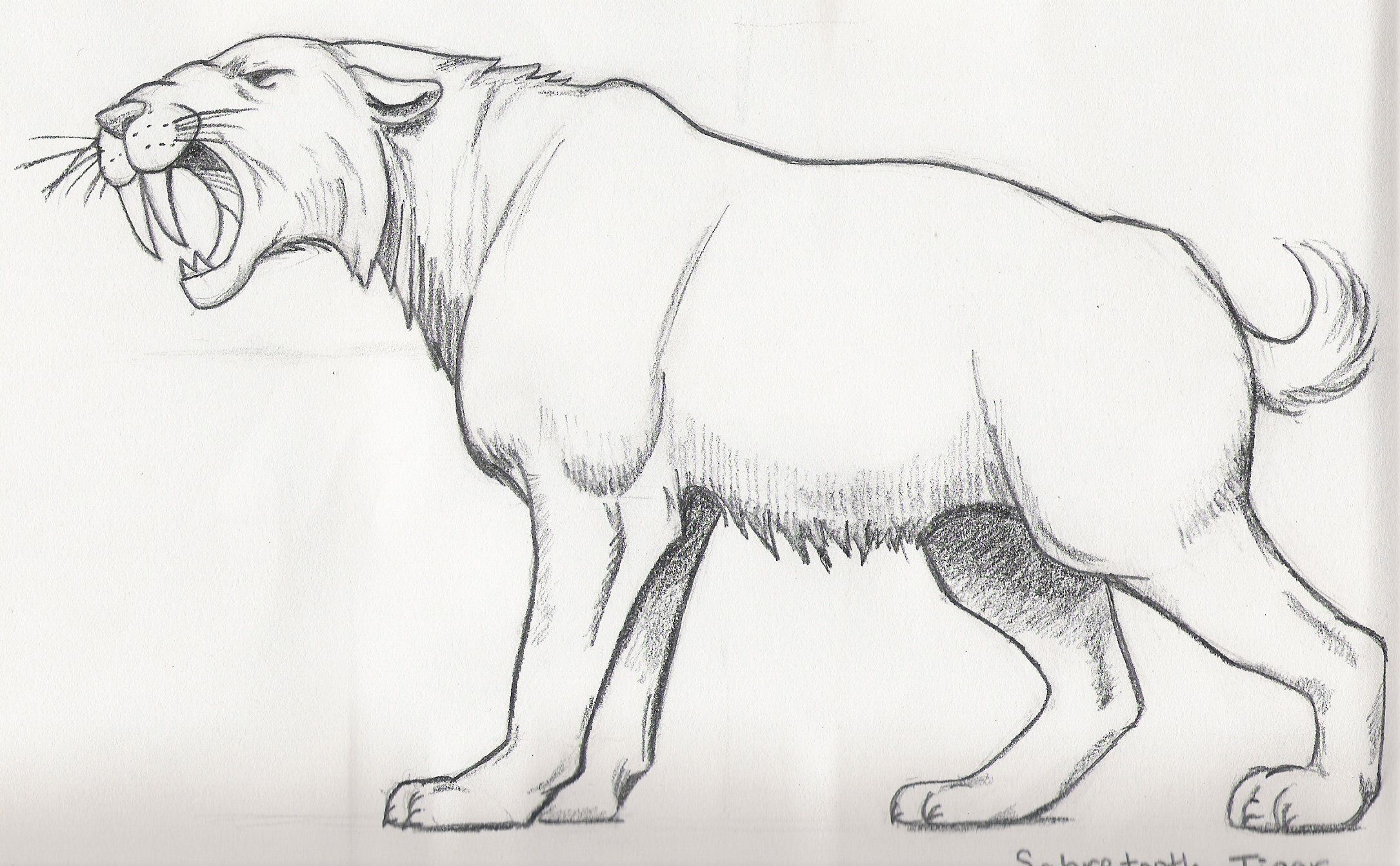 Free Saber Tooth Tiger Coloring Page Download Free Saber Tooth Tiger Coloring Page Png Images