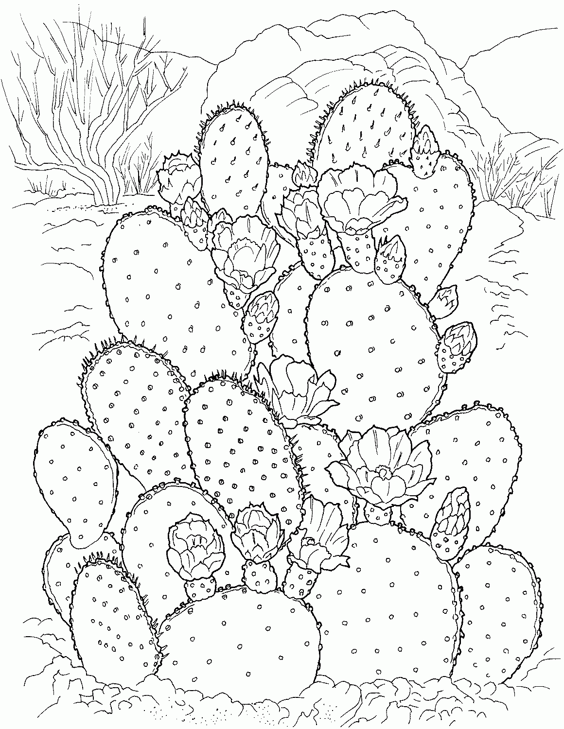 Free Simple Saguaro Cactus Coloring Pages 200 Vectors Stock Photos Psd Files Kalaimsda