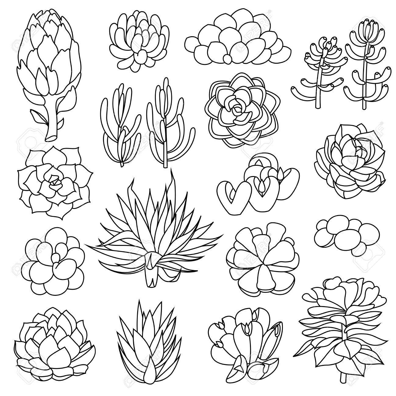 Succulent Coloring Page