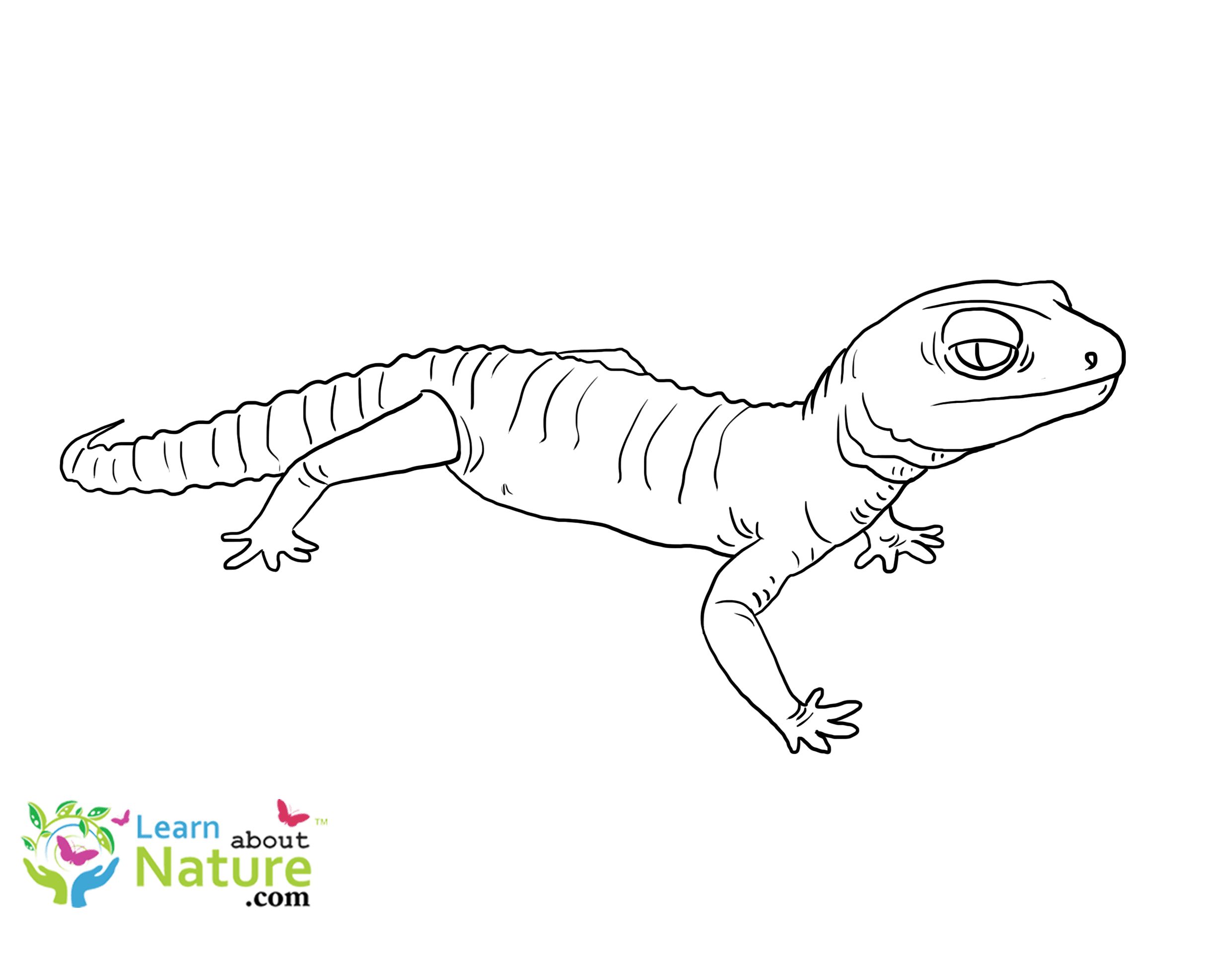 Gecko Coloring Page
