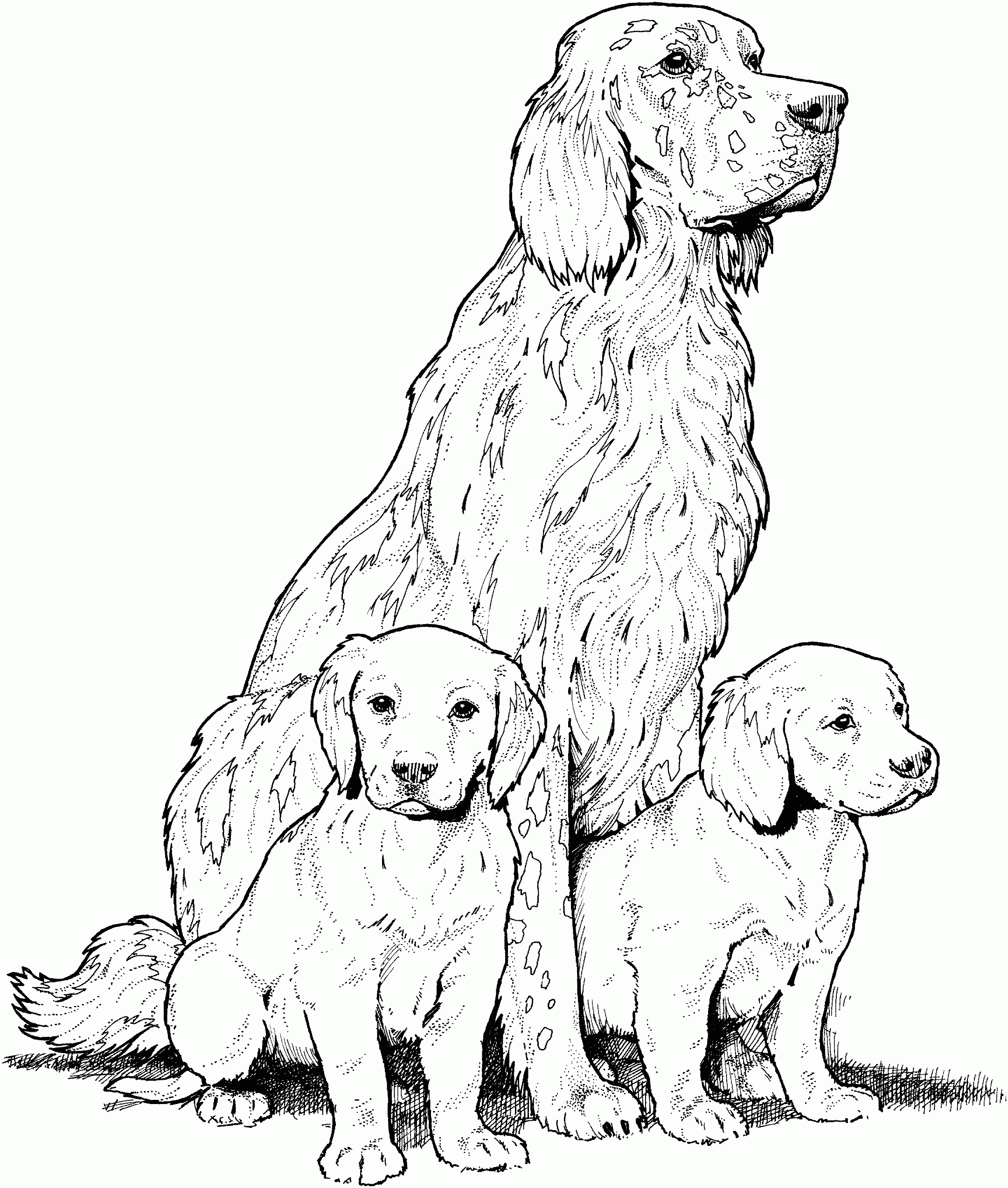 Golden Retriever Coloring Pages Best Coloring Pages For Kids