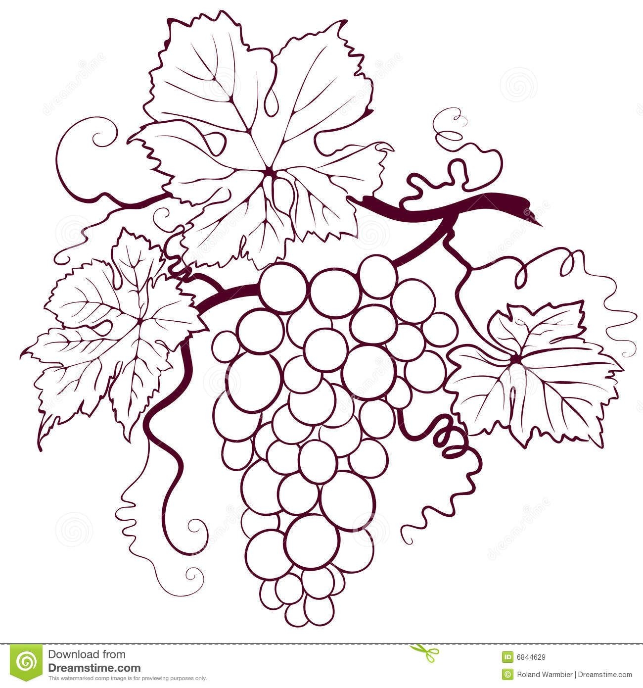 Vine Coloring Pages