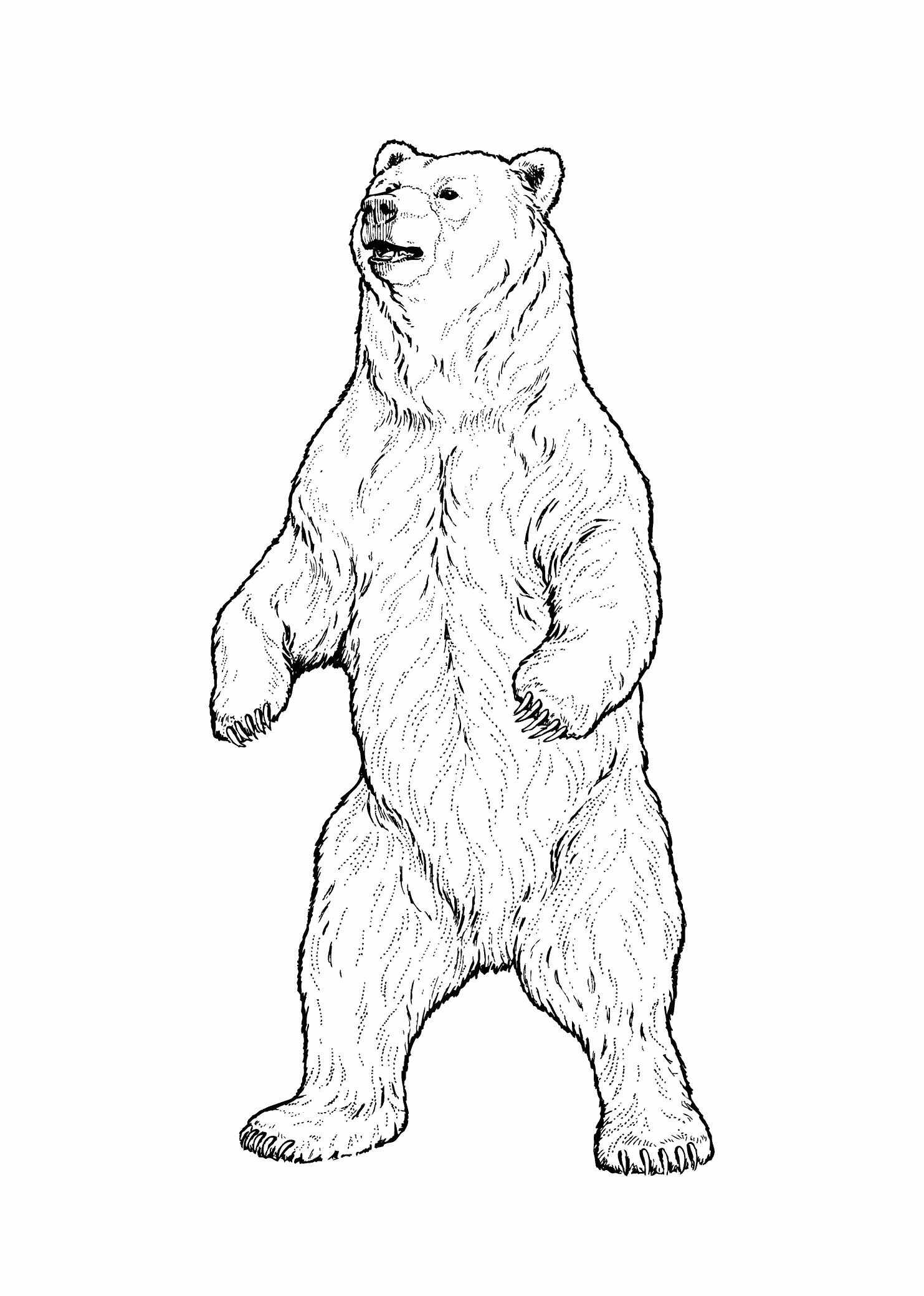 Grizzly Bear Real Animals Coloring Pages For Kids Printable Free Bear Coloring Pages Bear