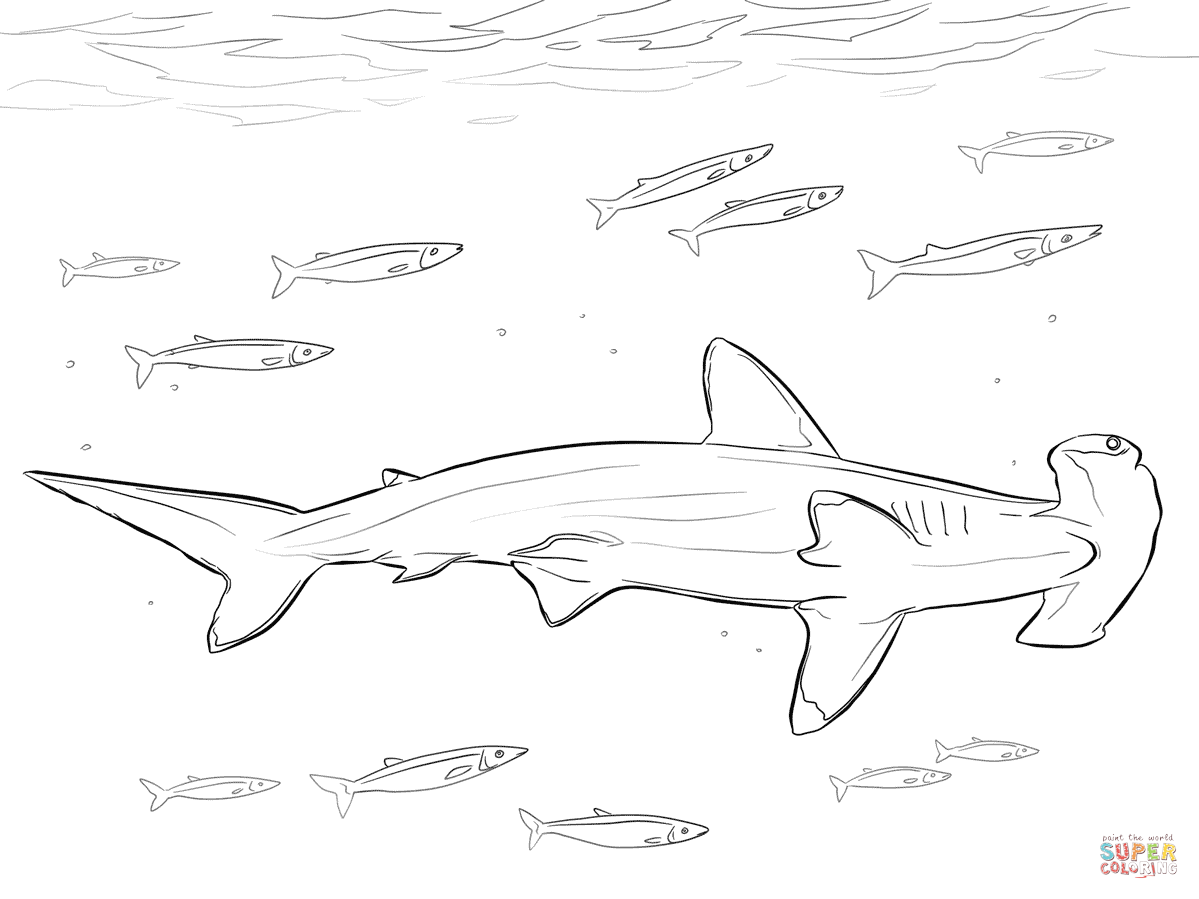Hammerhead Shark Coloring Page
