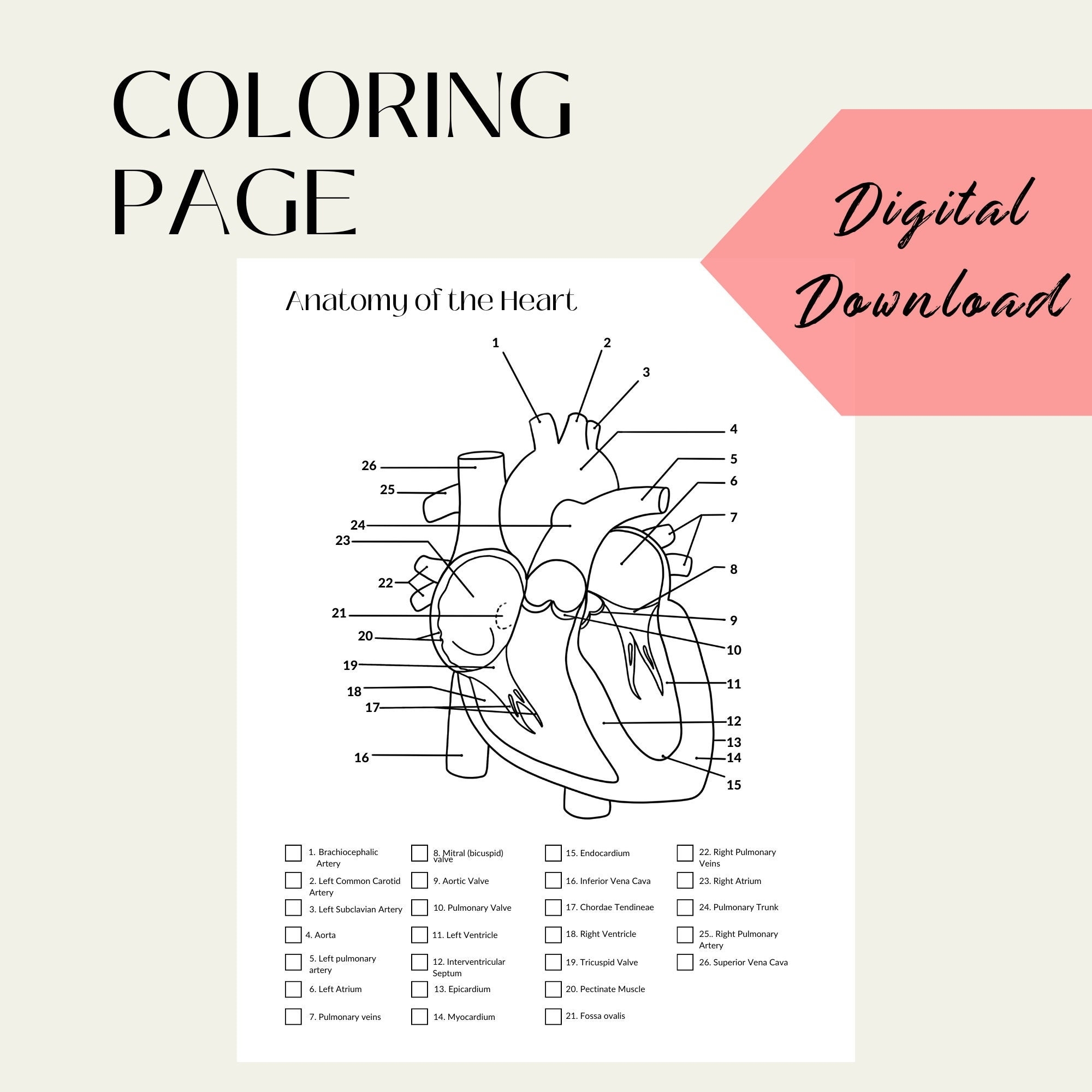 Heart Anatomy Coloring Page