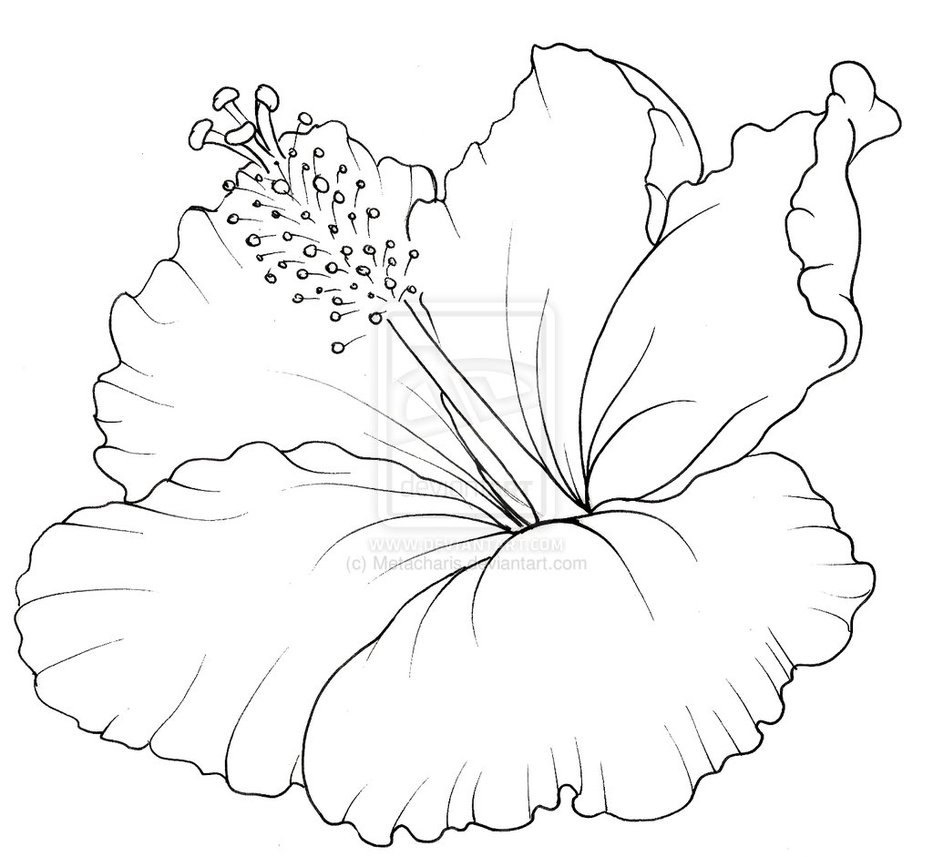 Hibiscus Flowers Coloring Pages At GetDrawings Free Download