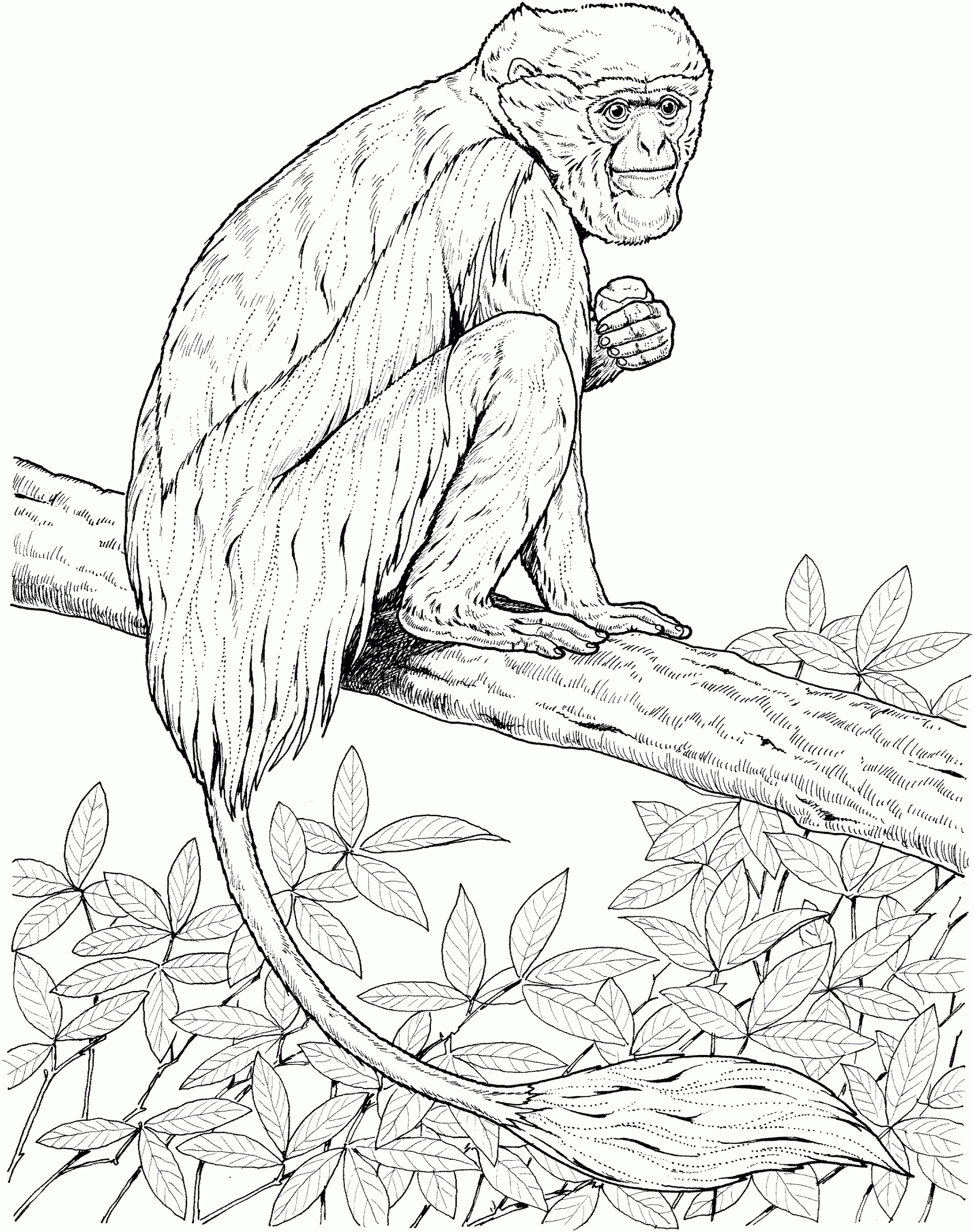 Howler Monkey Coloring Page