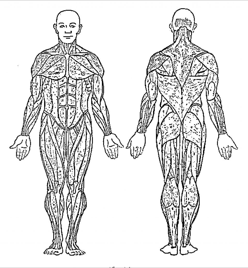 Human Body Systems Coloring Pages Coloring Home