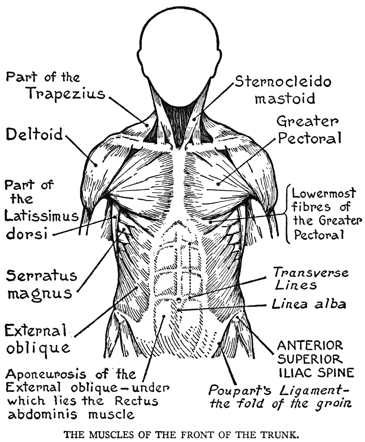 Human Anatomy Coloring Pages