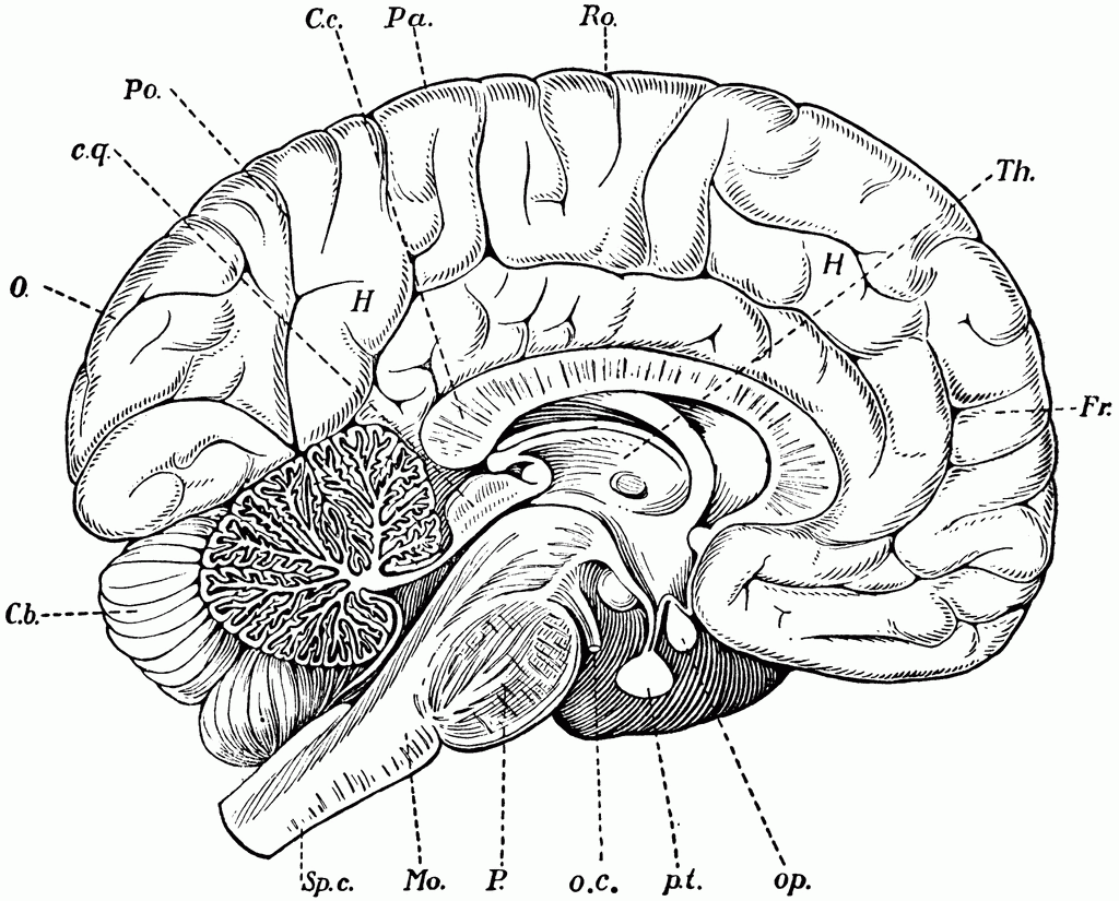Human Brain Coloring Page Coloring Home