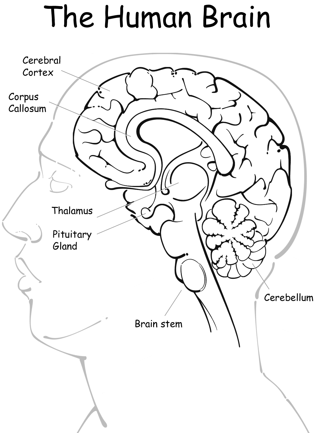 Human Brain Coloring Page Guide Coloring Page Guide Images And Photos Finder