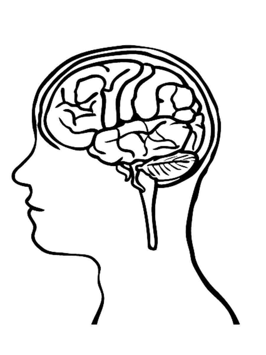 Human Brain Coloring Page