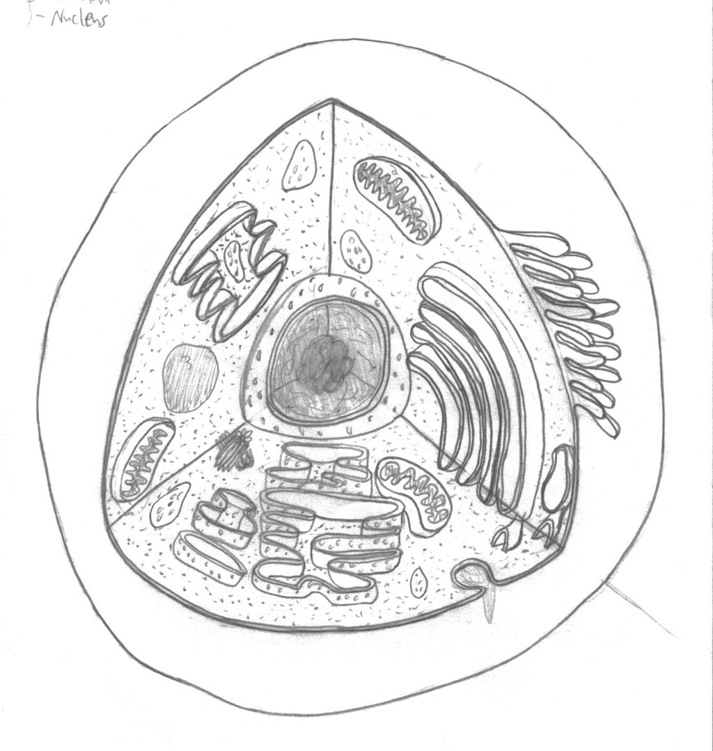 Human Cell Coloring Page Coloring Home