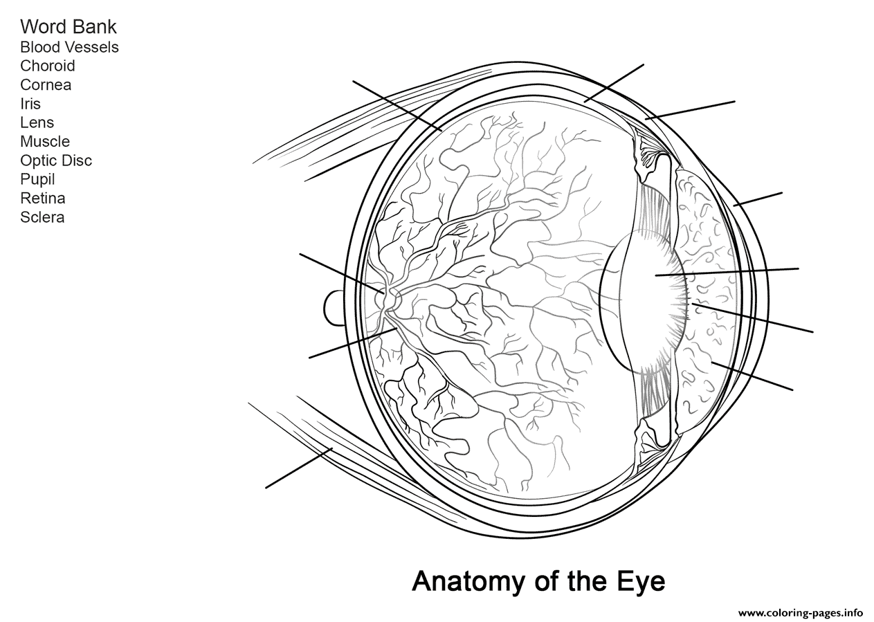 Human Eye Anatomy Worksheet Coloring Page Printable