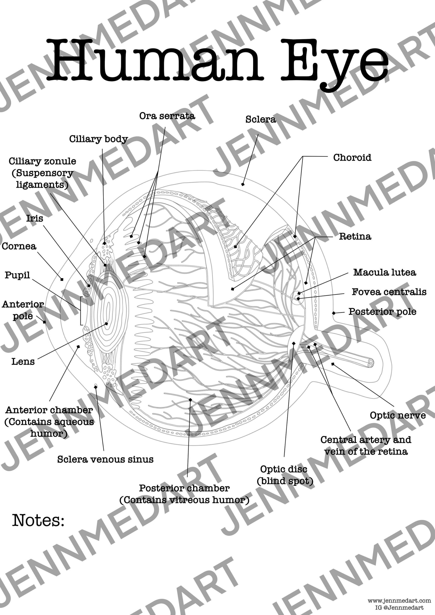 Eye Anatomy Coloring Page