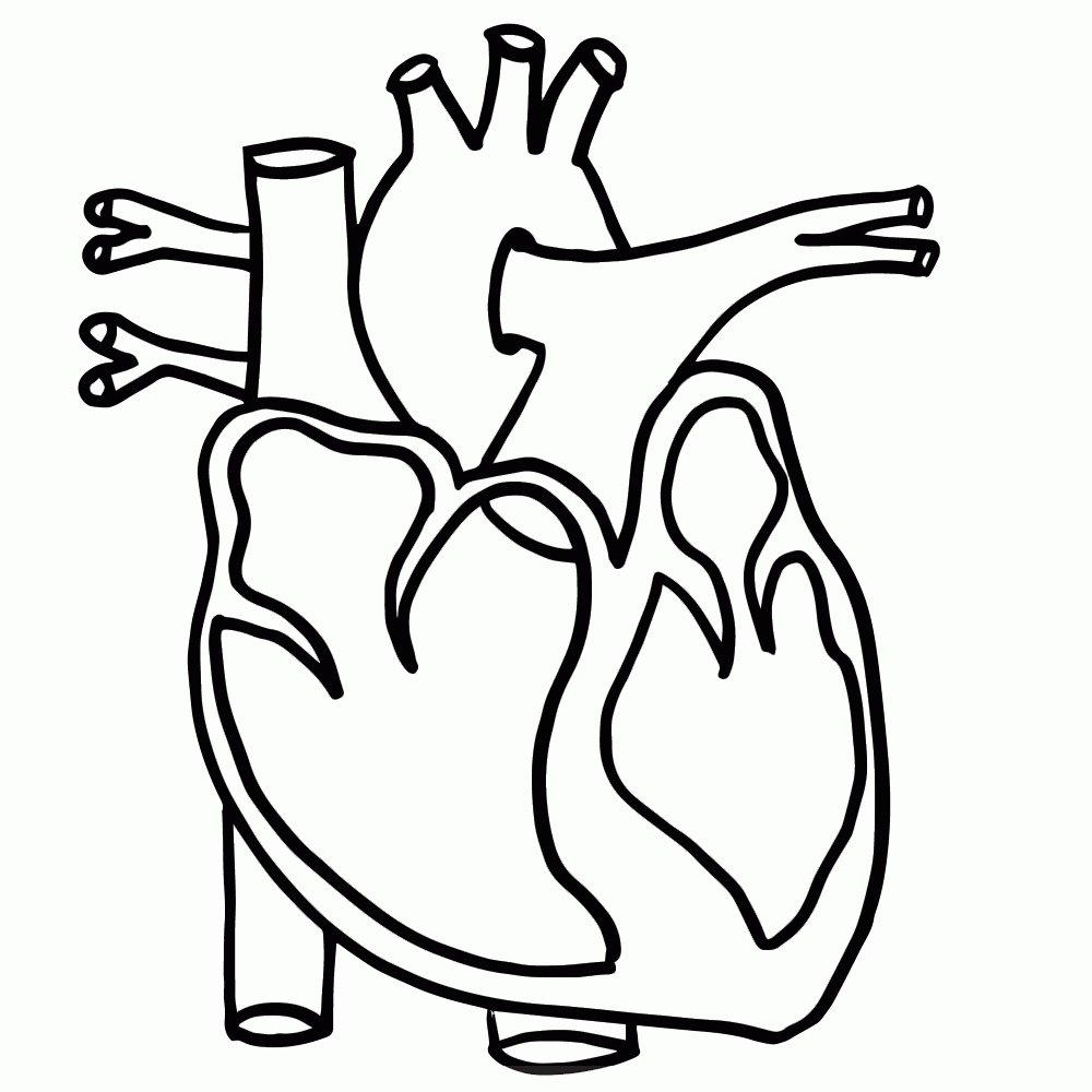 Heart Anatomy Coloring Pages