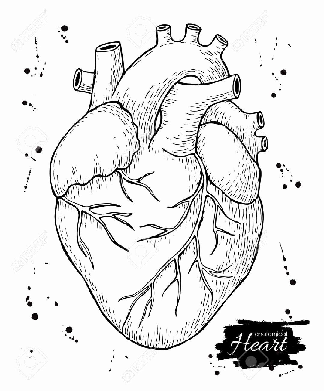 Human Heart Worksheet Blank Sketch Coloring Page