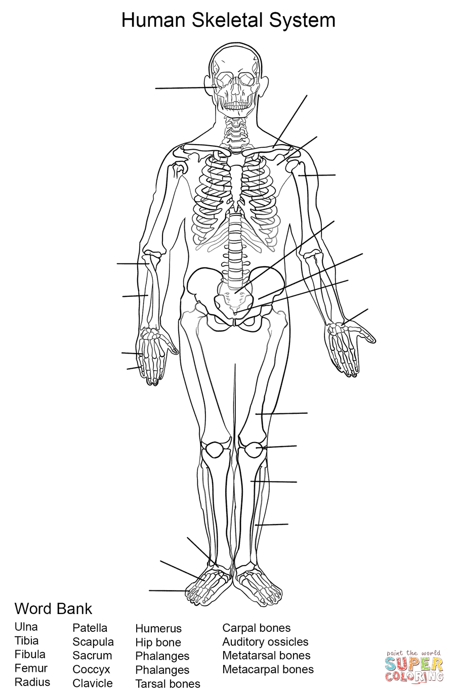 Human Skeletal System Worksheet Coloring Page Free Printable Coloring Home