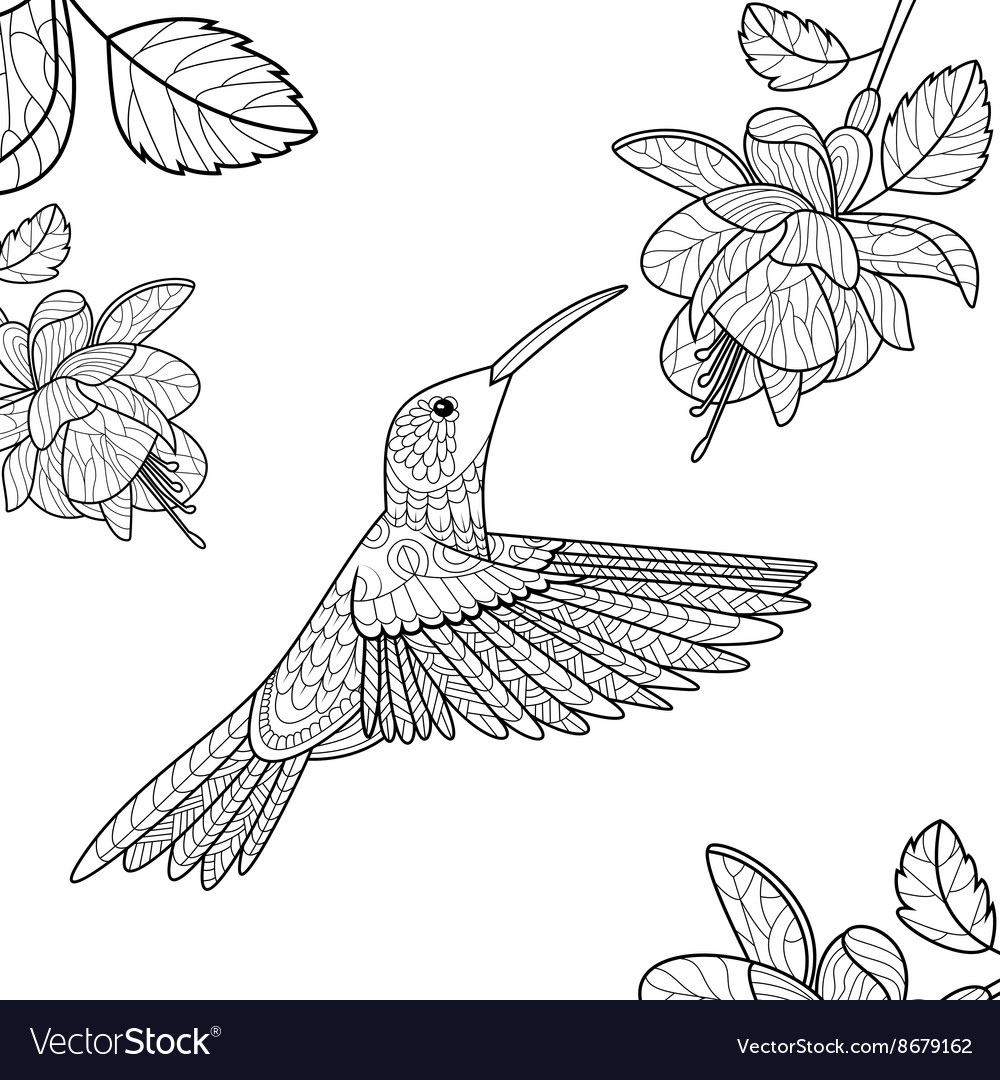 Hummingbird Coloring Book For Adults Royalty Free Vector