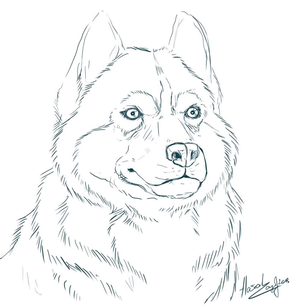 Husky Dog Coloring Pages