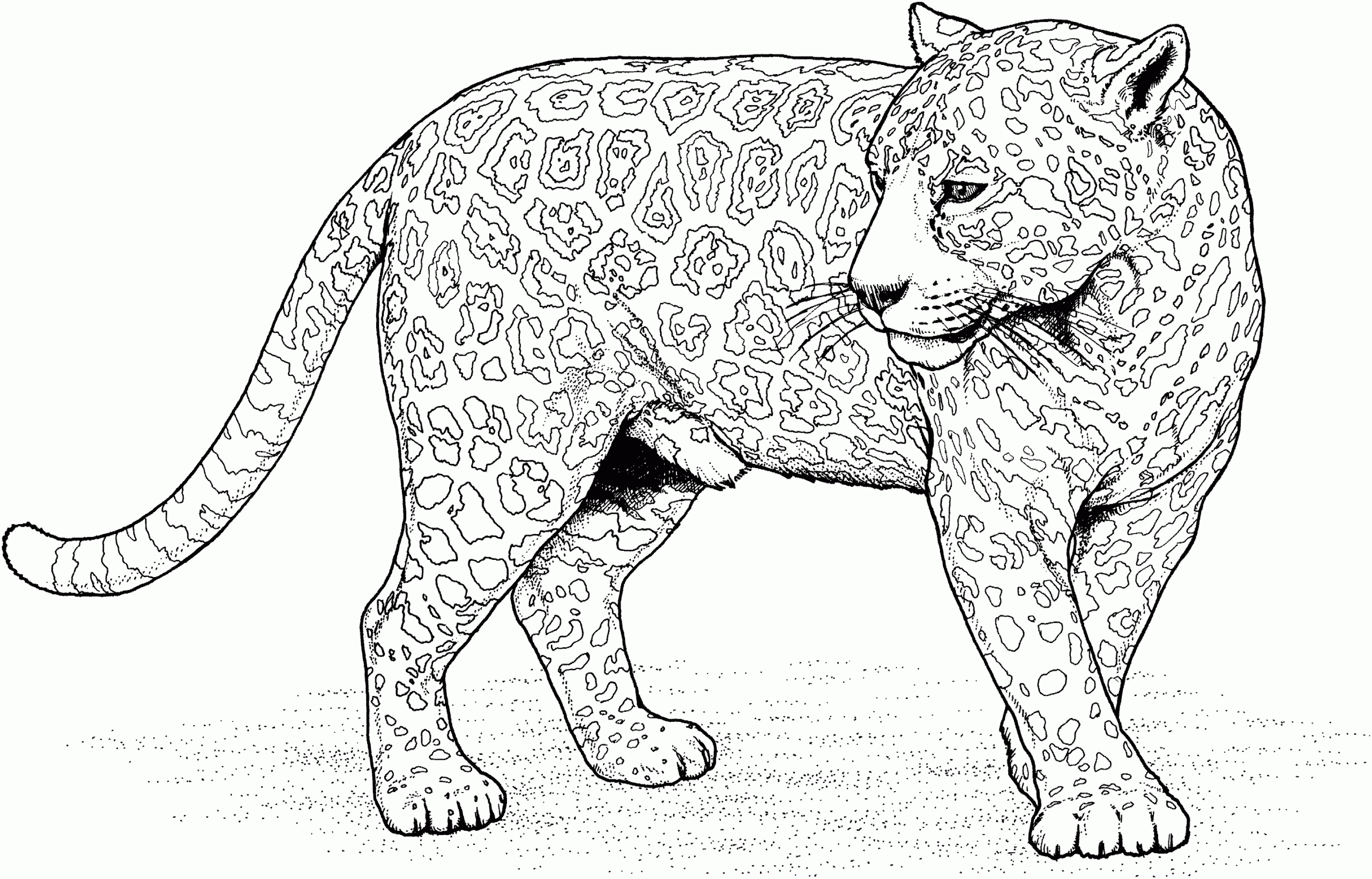 Jaguar Coloring Page