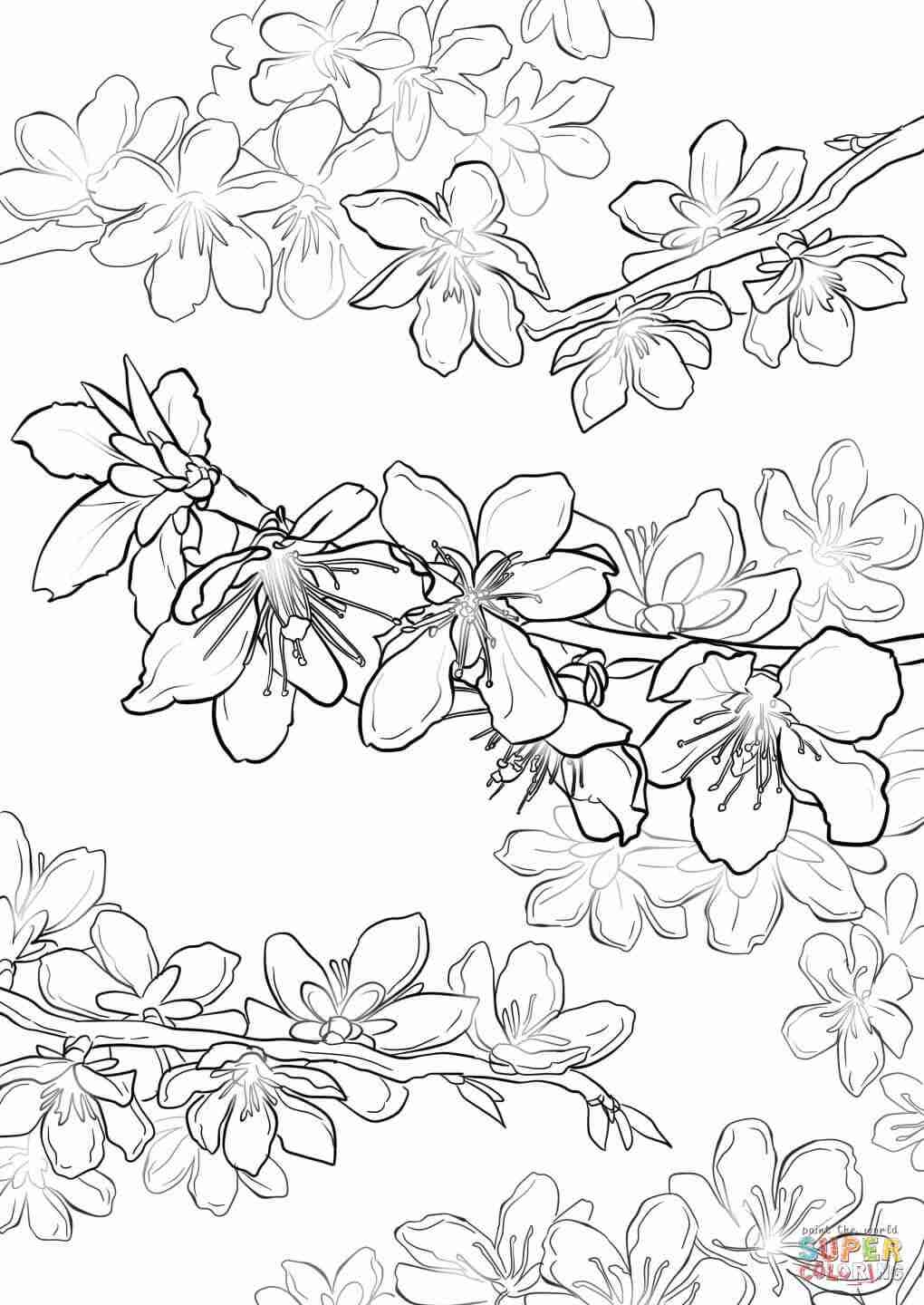 Japanese Cherry Blossom Coloring Pages At GetColorings Free Printable Colorings Pages To