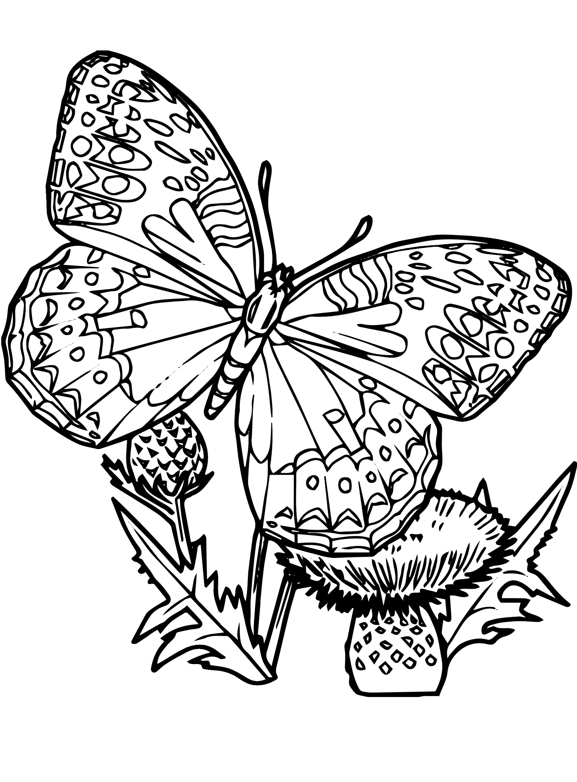Kids N Fun Coloring Page Butterflies Butterflies